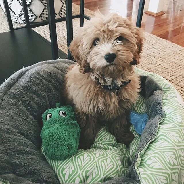 Winston you are too cute!!