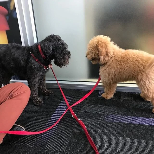 Watcha lookin&rsquo; at fur ball!