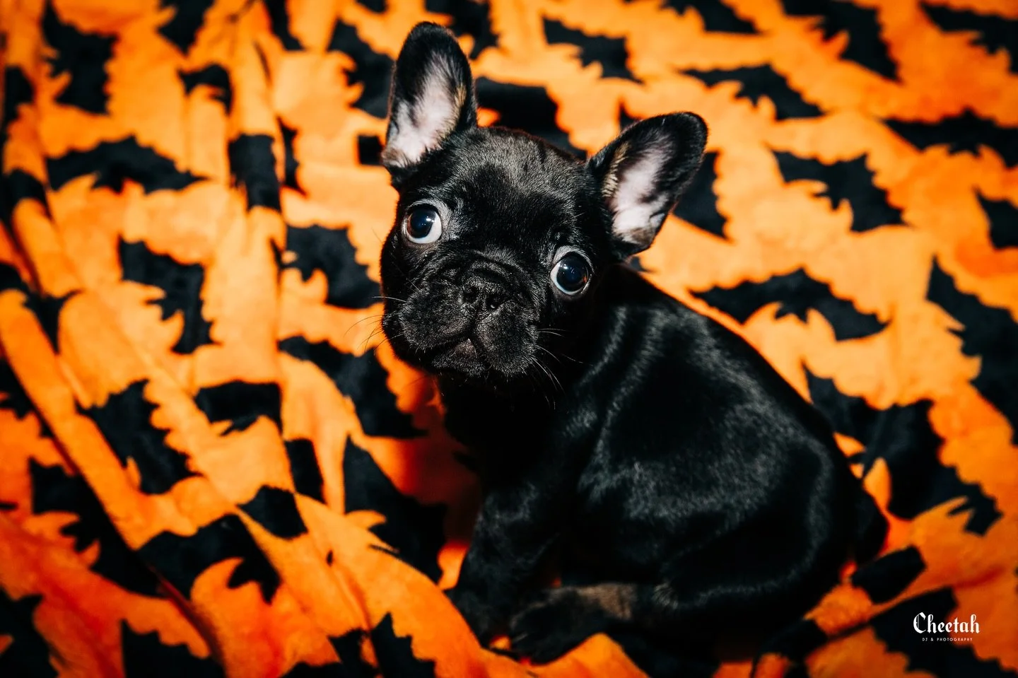 We have a new Family member!! His name is Ozzy🦇 
He is the cutest little French Bulldog! Ozzy was born on October 19th and He is so tiny weighing only 3 1/2 pounds. We are so happy he is home🖤

#cheetahdjphotography
#salemmaweddingphotographer 
#sa