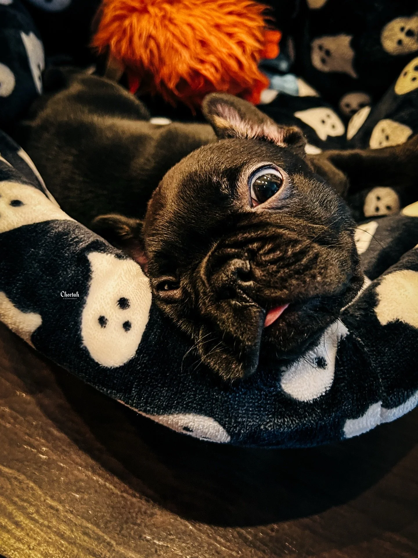 We have had Ozzy for 1 week today🖤
#cheetahdjphotography
#salemmaweddingphotographer 
#salemmaweddingdj
#massachusettsweddingphotographer 
#massachusettsweddingdj 
#salemma
#salemmassachusetts 
#frenchbulldog 
#frenchbulldogpuppy 
#frenchie 
#salemm