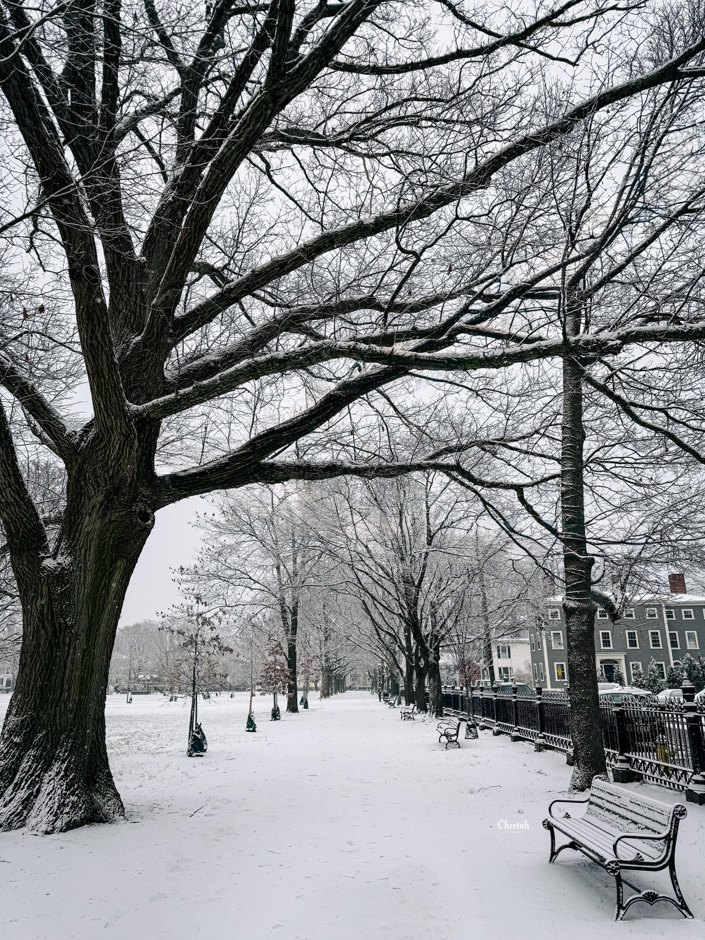 Snowy Salem🖤
 #cheetahdjphotography
#salemmaweddingphotographer 
#salemmaweddingdj
#massachusettsweddingphotographer 
#massachusettsweddingdj 
#salemma
#salemmassachusetts 
#weloveweddings
#salemmass 
#witchcity