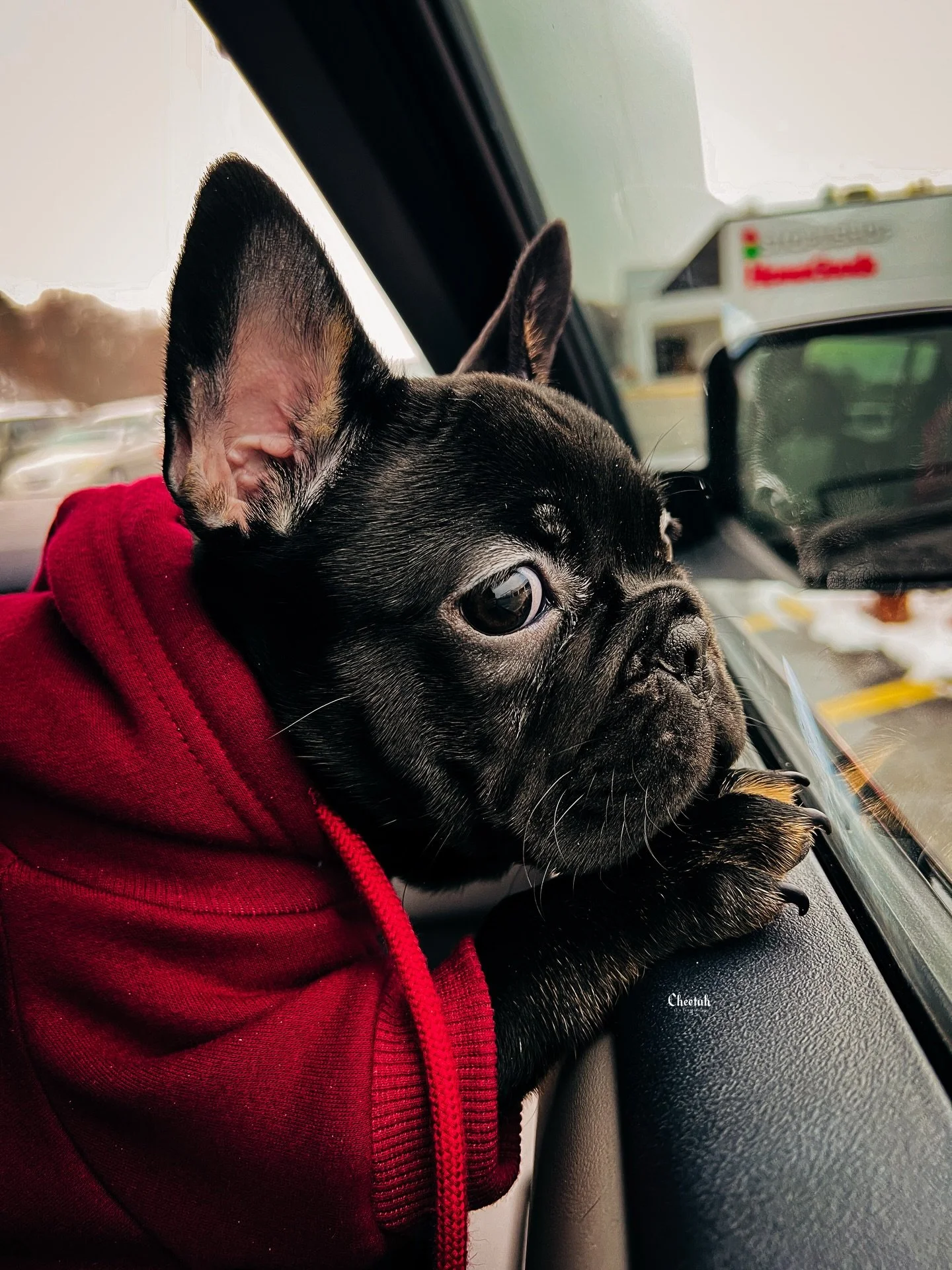 Car Ride with Ozzy🖤

#cheetahdjphotography
#salemmaweddingphotographer 
#salemmassachusetts
#frenchbulldogpuppy 
#frenchbulldog