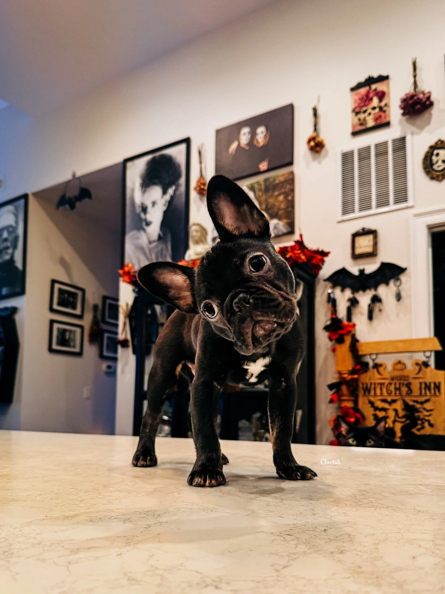 Ozzy is 4 Months Old Today🖤 I love how Salem is lurking in the background🐈&zwj;⬛

#cheetahdjphotography
#salemma
#salemmassachusetts 
#frenchbulldogpuppy 
#witchcity
