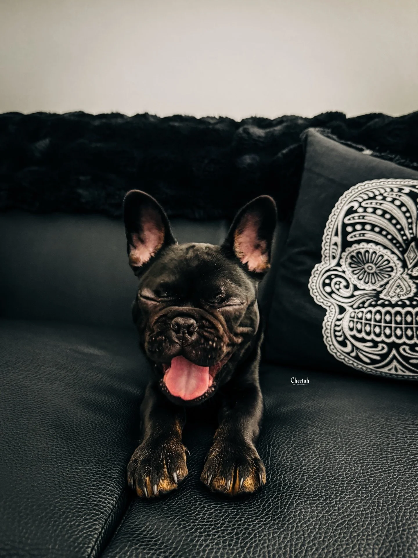 While trying to snap a quick iPhone photo of Ozzy this is the shot I got🖤He really is Cutest French Bulldog with a lot of personality!🐾🦇🖤

#cheetahdjphotography
#salemma
#salemmassachusetts 
#Frenchielove
 #FrenchiePuppy