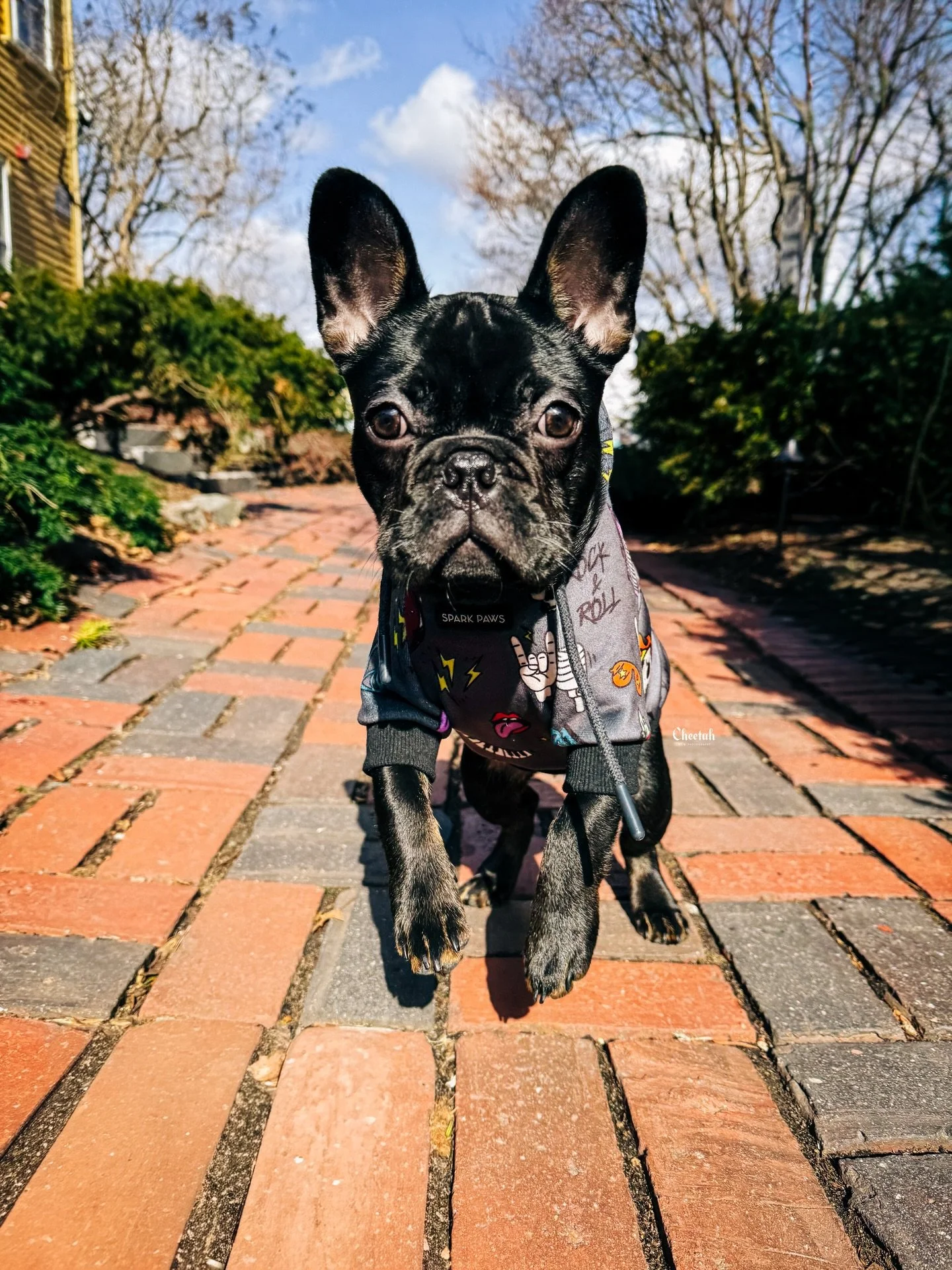 Walked to The House of The Seven Gables Today with Ozzy🖤

 #cheetahdjphotography
#salemma
#salemmassachusetts 
#frenchbulldogsofinstagram 
#frenchbulldogpuppy