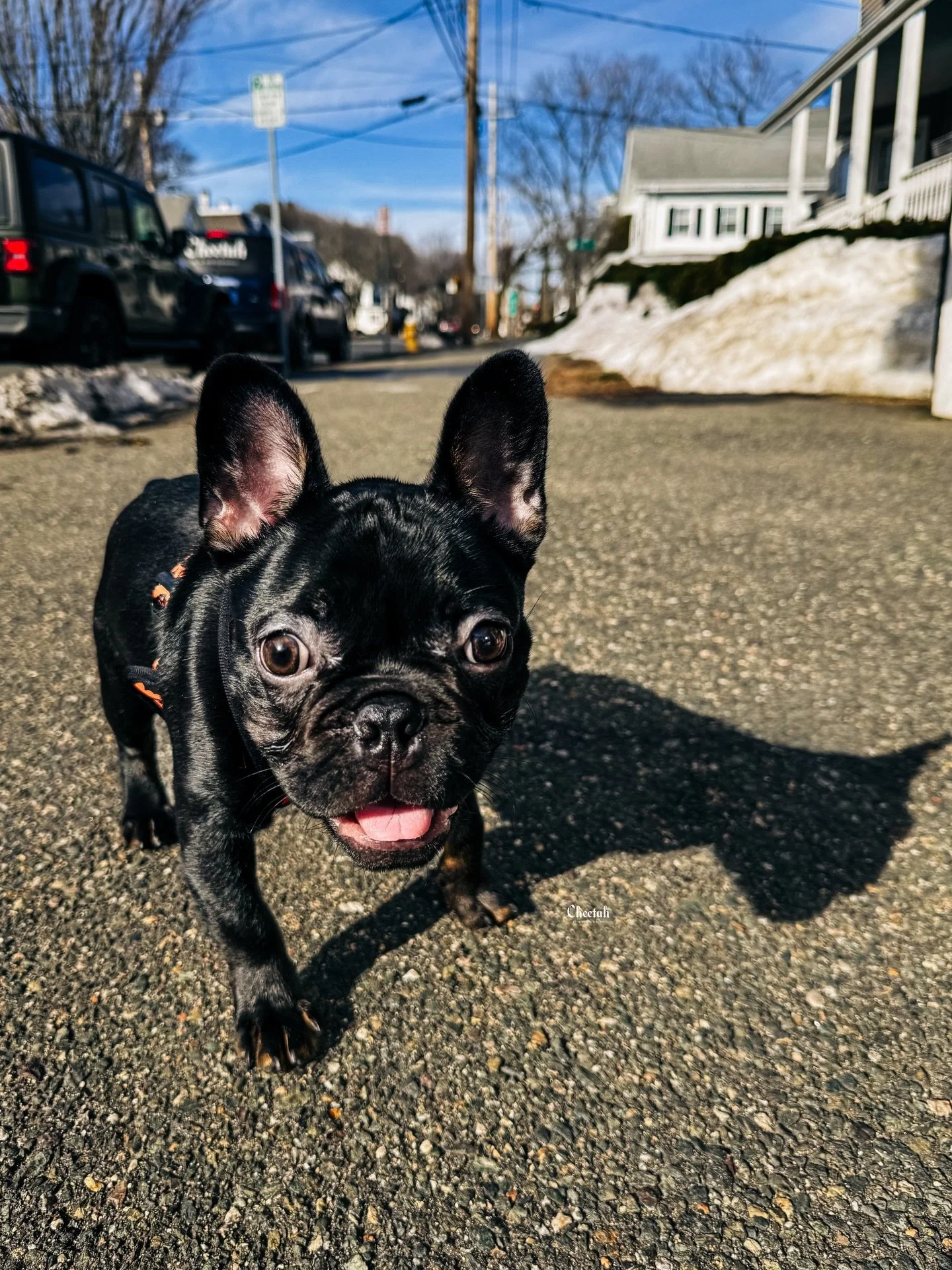 🐾🖤Ozzy and his Shadow🖤🐾

#cheetahdjphotography
#salemma
#salemmassachusetts 
#frenchbulldogpuppy 
#frenchbulldogsofinstagram