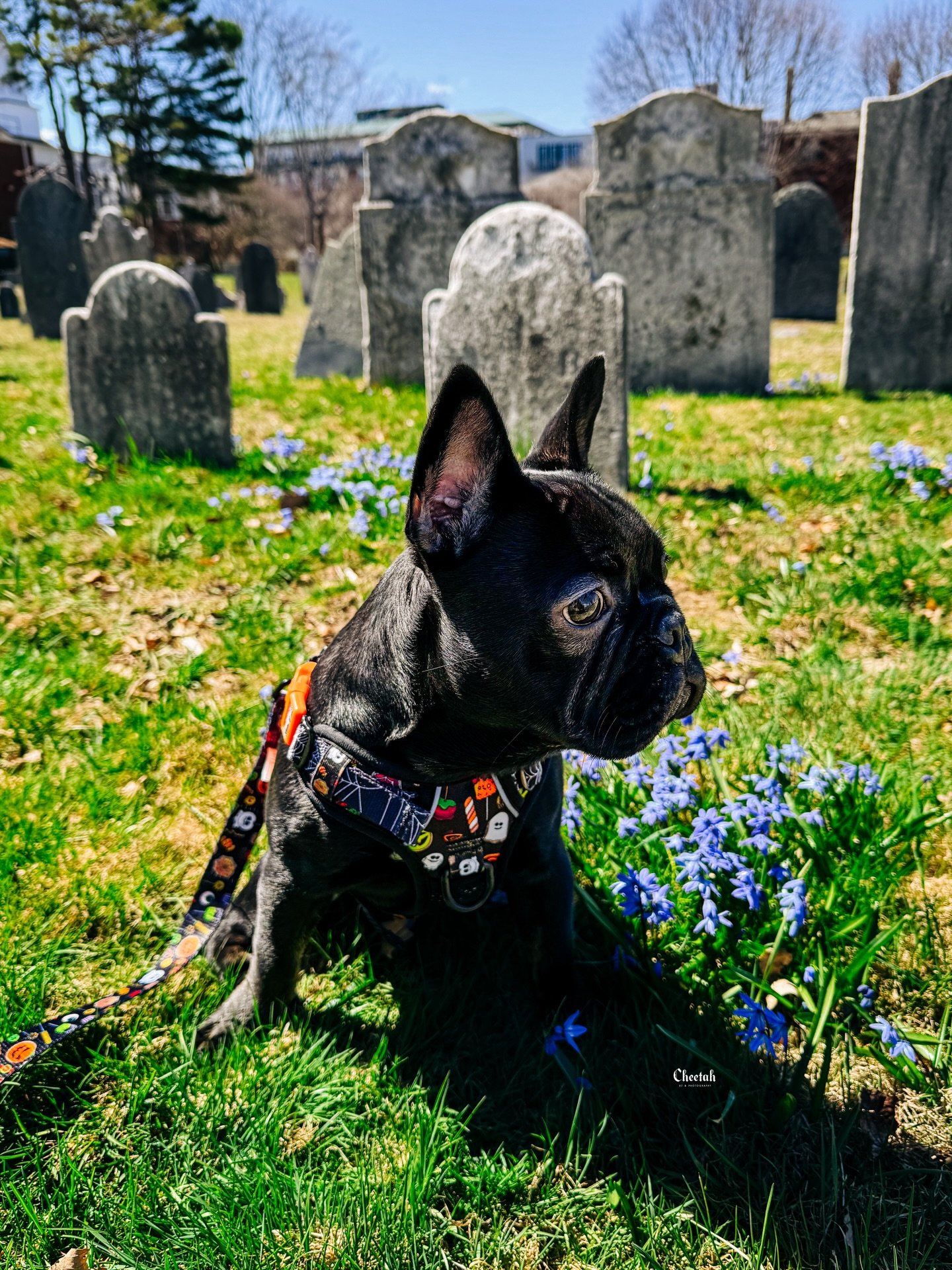 Ozzy is 6 months Today🖤🦇

#cheetahdjphotography
#salemma
#salemmassachusetts 
#frenchiesofinstagram 
#frenchbulldogpuppy