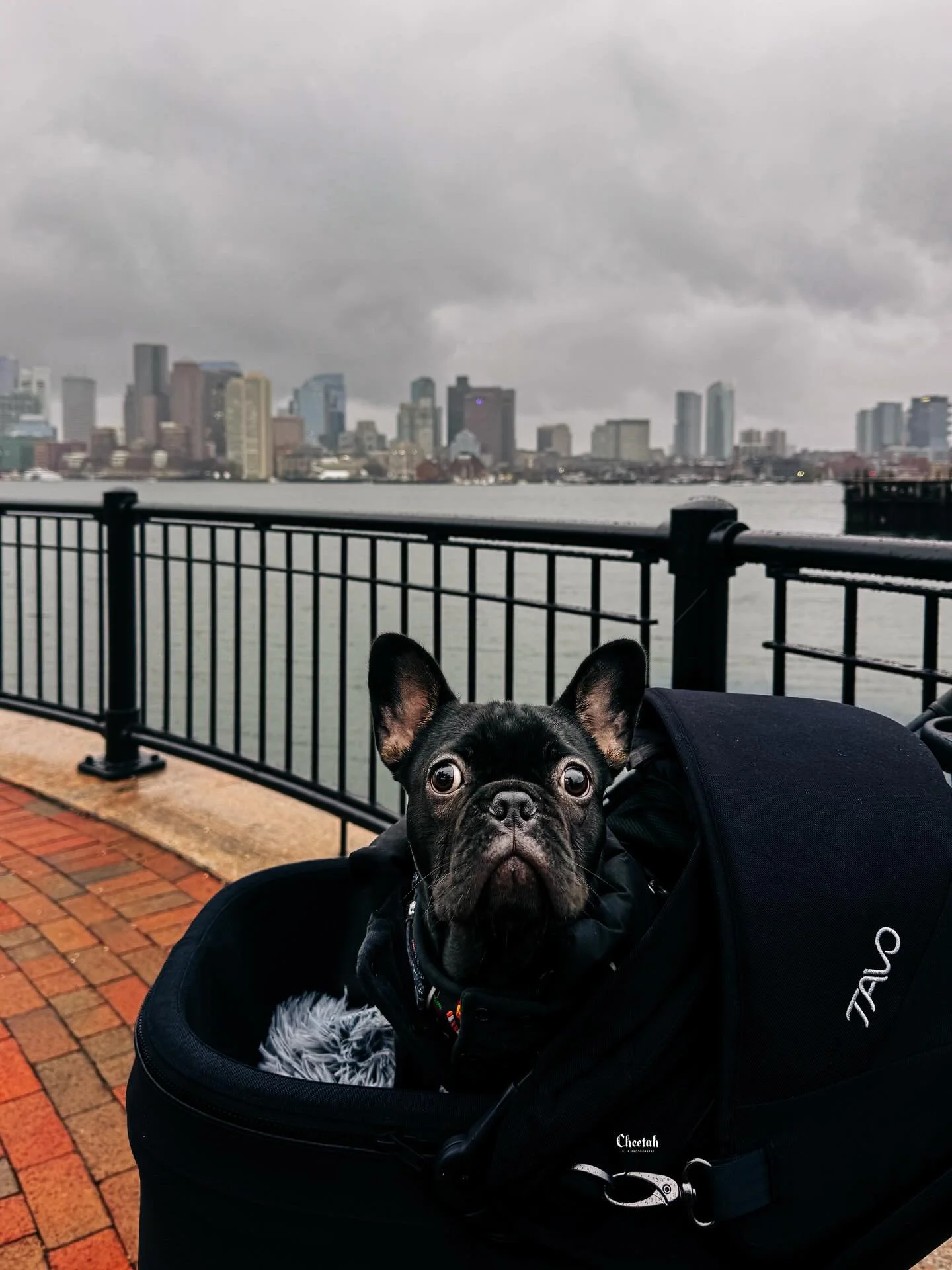 Ozzy's first trip to Boston🖤🦇

#cheetahdjphotography
#frenchbulldog 
#frenchbulldogpuppy 
#frenchiegram #frenchbulldogsofinstagram