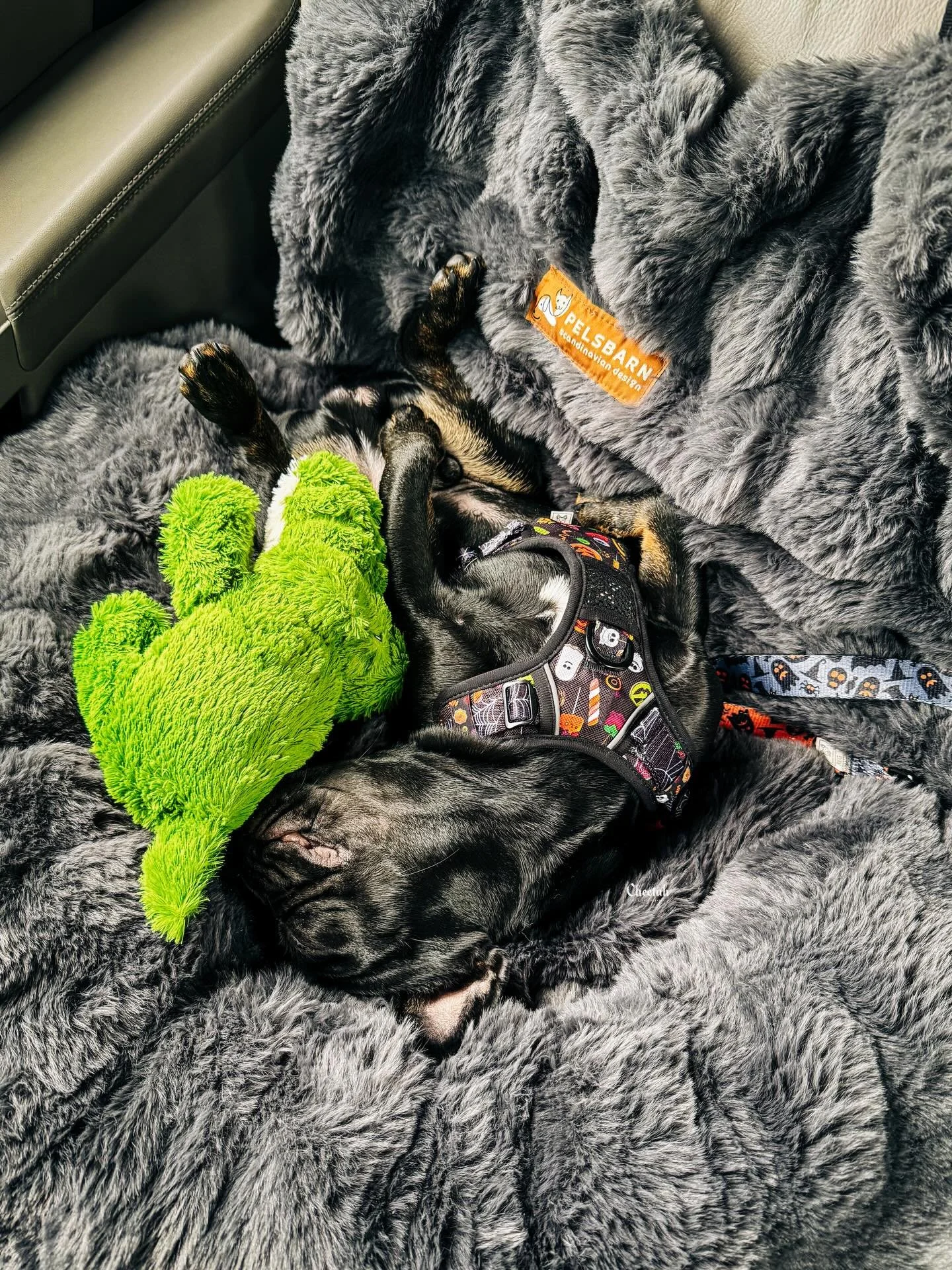 Caught Ozzy Sleeping in his car Seat, then came the side eye🖤😆

#frenchie #frenchbulldog #frenchiesofinstagram #frenchiegram #cheetahdjphotography