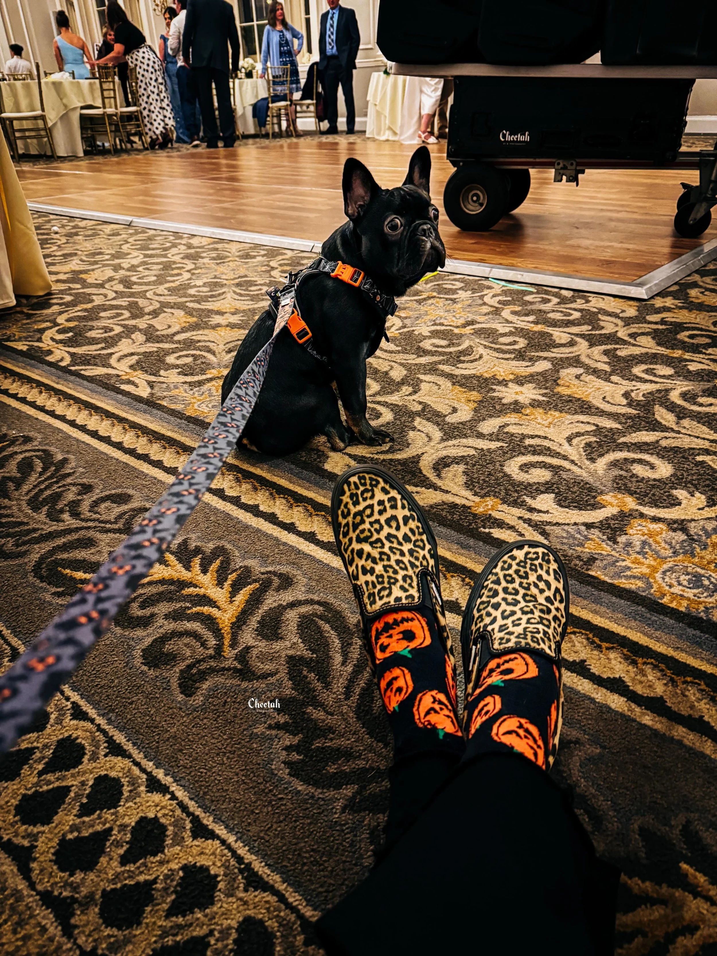Just finished photographing a wedding at the iconic Hawthorne Hotel. While Brian was still DJing, I walked home to grab Ozzy so he could hang out with us while we packed up the DJ equipment 🖤

#HawthorneHotel #SalemMA #WeddingPhotographer #WeddingDJ