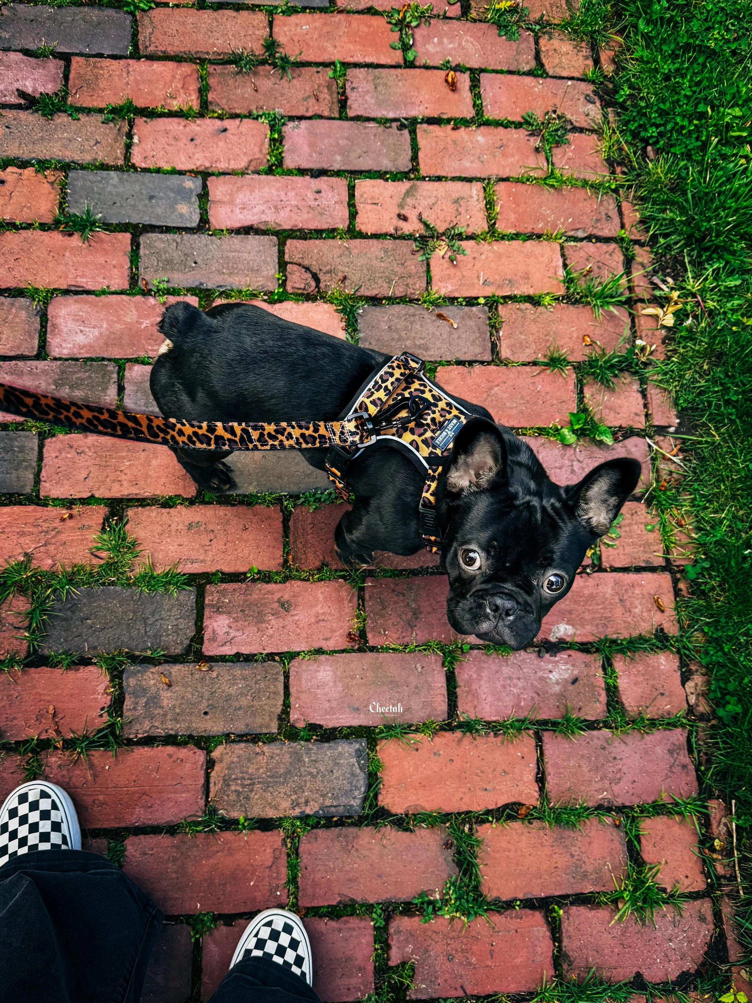 The smallest member of Team Cheetah 🖤

#CheetahDJPhotography #FrenchBulldog #DogsofInstagram #PetPhotography #SalemMA