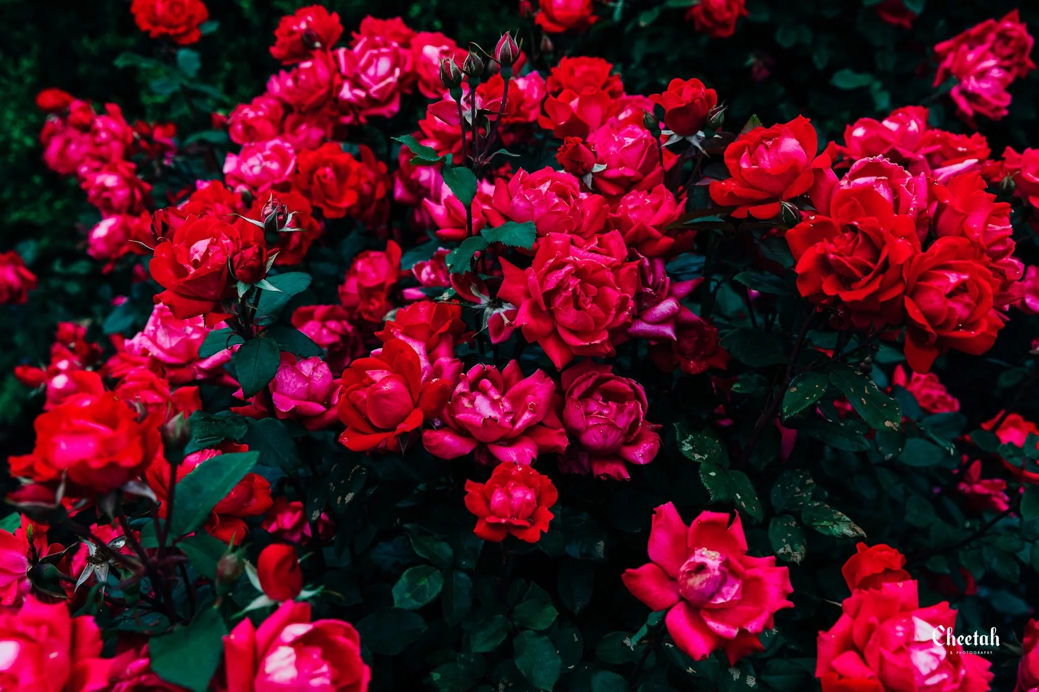 Some things are meant to be photographed. These roses were one of them. 🌹

I saw this wall of red and there was absolutely no chance I was walking past it without taking a photo.

#CheetahPhotography #SalemMA #SalemPhotographer #MoodyPhotography #Da