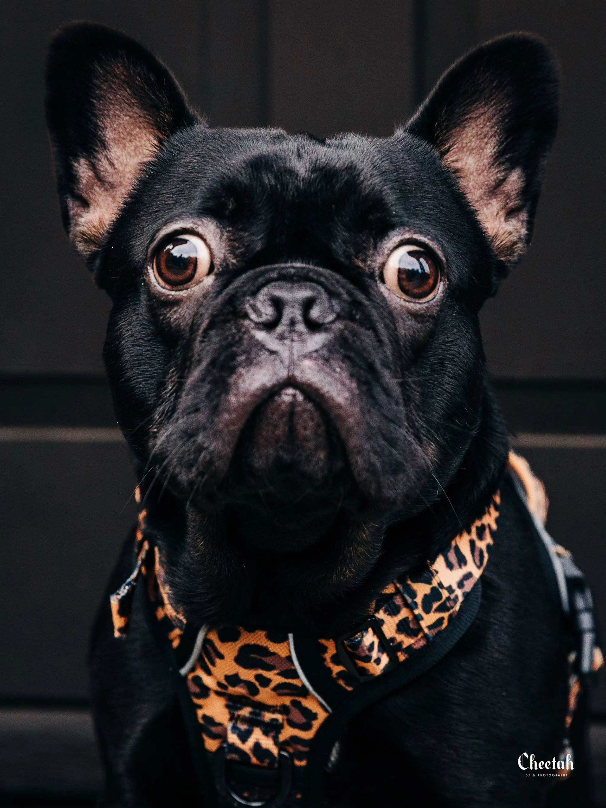 Ozzy giving us dog model. 🖤

I just love my handsome little devil so much.

#FrenchBulldog #Frenchie #Ozzy #SalemMA #Ozzythefrenchie