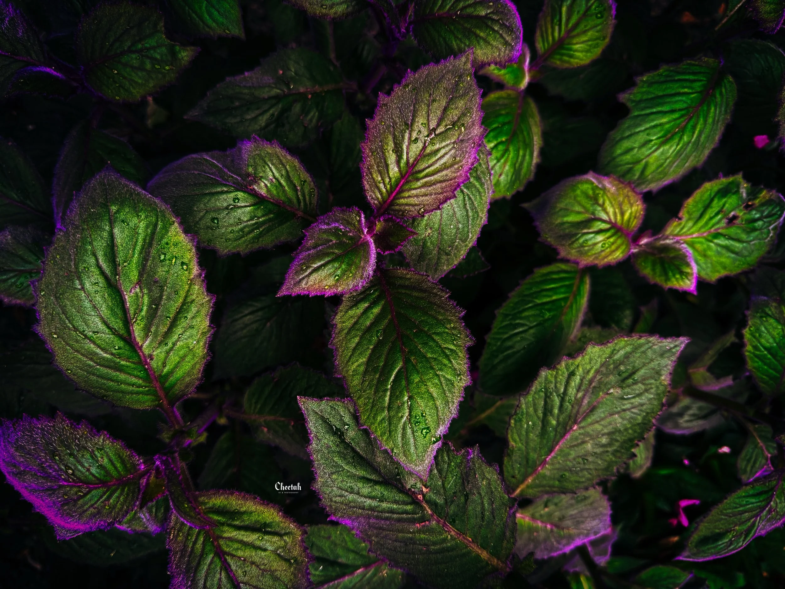 There&rsquo;s something beautiful about the darker side of the garden. 🖤🌿💜

From the Ropes Mansion Garden in Salem, Massachusetts.

#SalemMA #SalemMassachusetts #DarkBotanical #MoodyPhotography #CheetahDJPhotography