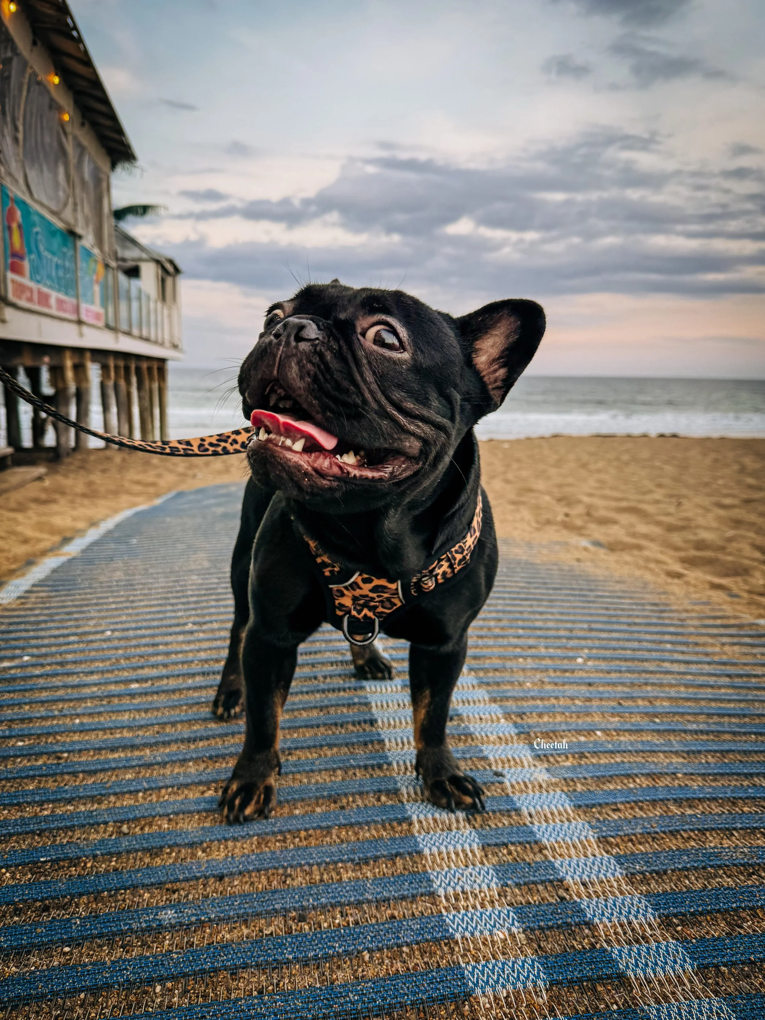When you come along for a venue walkthrough and somehow make the entire thing about you. 🖤🐾

While we walked through the venue with our bride and groom, Ozzy had his own agenda &mdash; explore the beach, pose for photos, make friends with everyone 