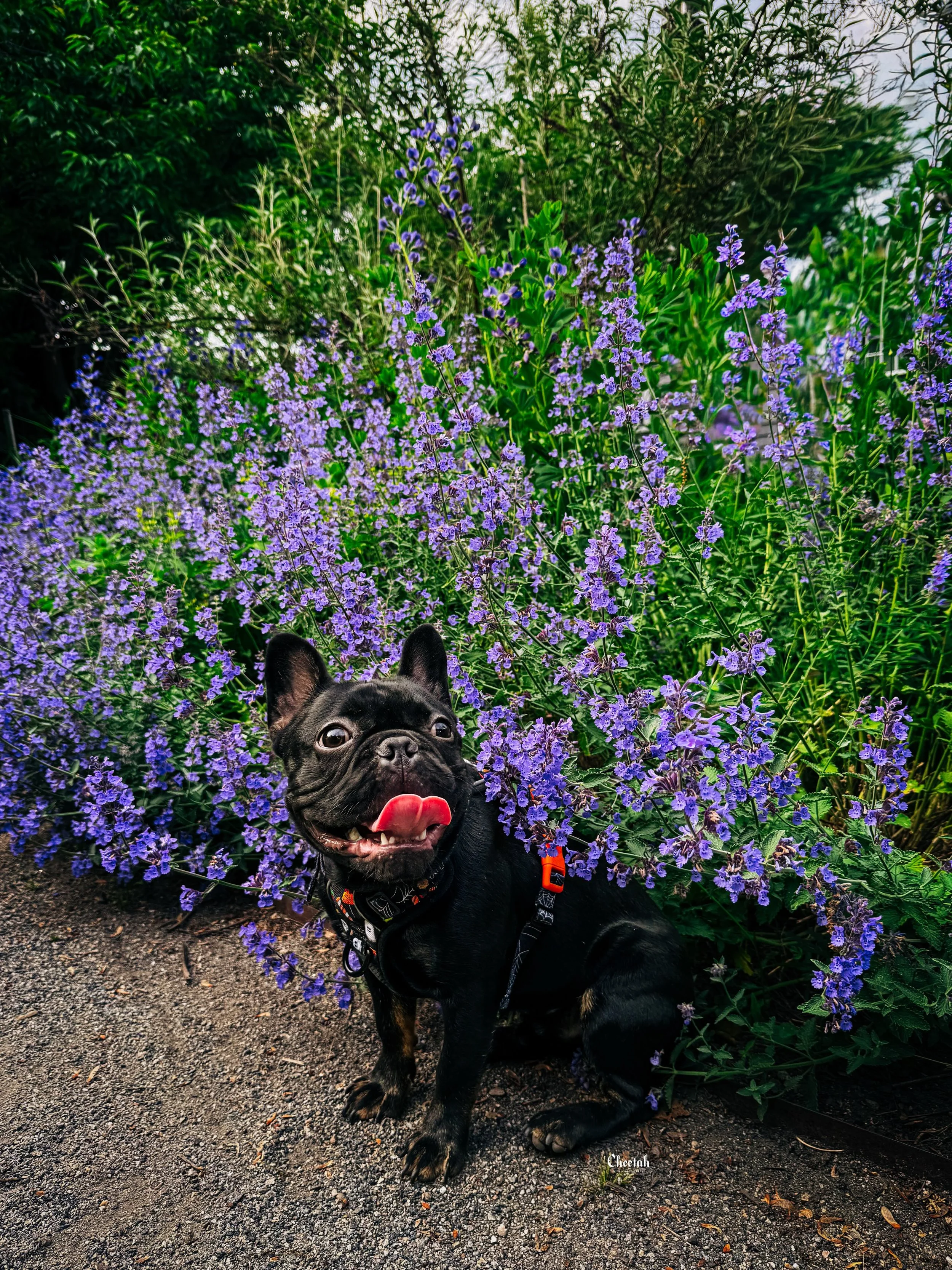 Our little black gargoyle stopping to smell the flowers💜🖤

#FrenchBulldog #SalemMA #SalemMassachusetts #FrenchieLife #CheetahDJPhotography