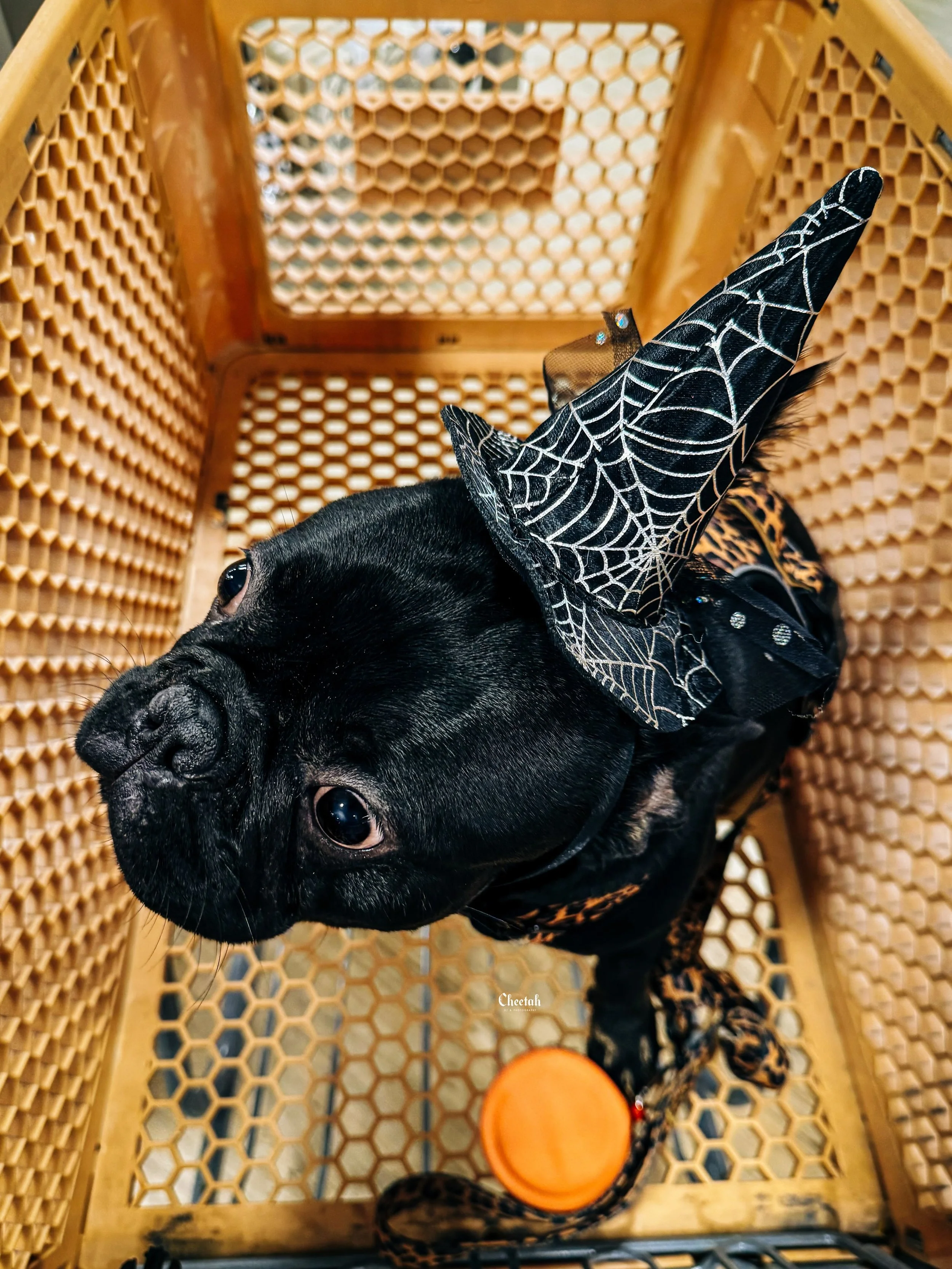 Ozzy&rsquo;s first spooky season in Salem. 🖤🎃🕷️

He&rsquo;s handling it well😆

#SalemMA #SalemMassachusetts #SpookySeason #FrenchBulldog #cheetahdjphotography