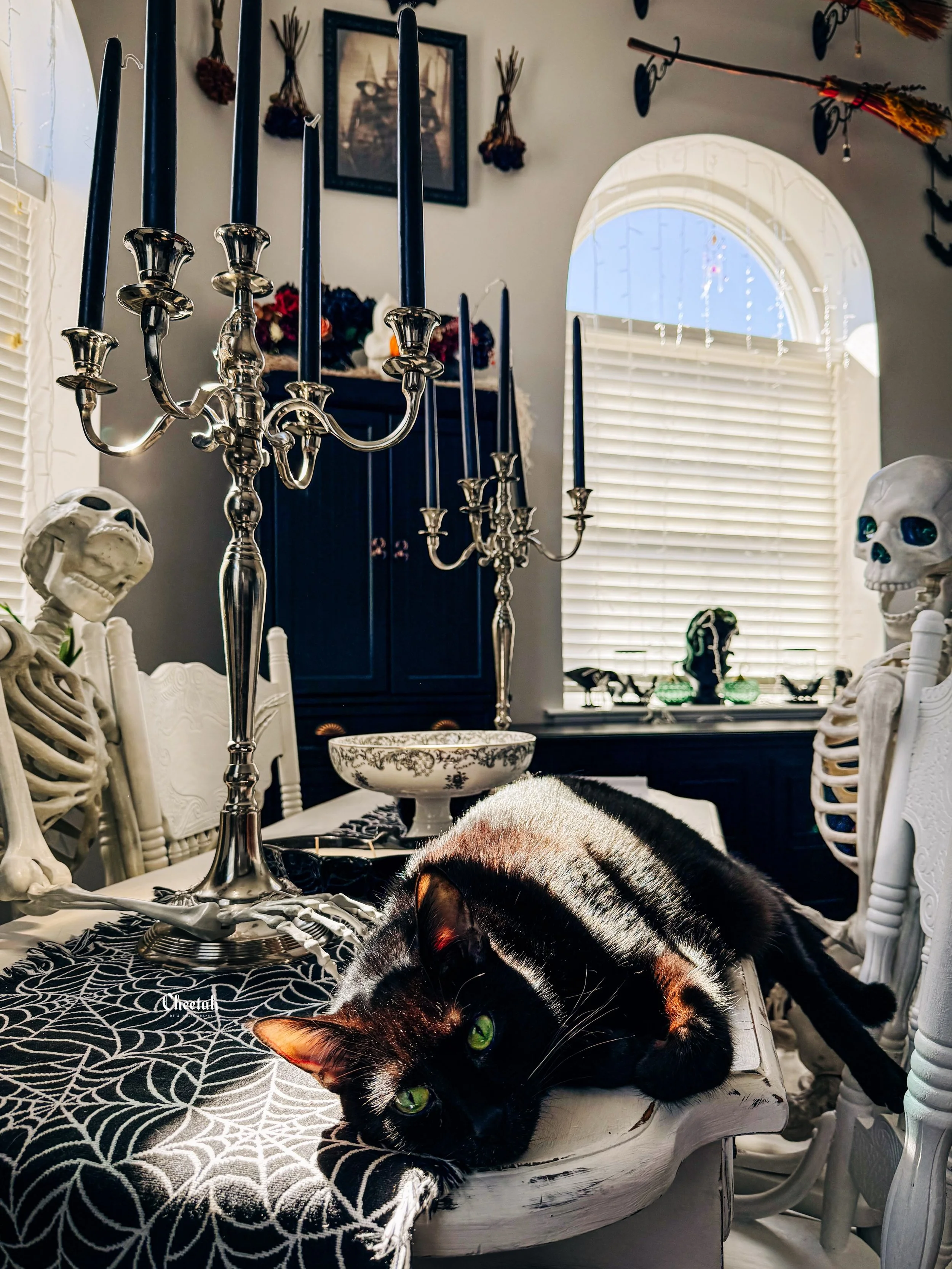 When you live in Salem, spooky season isn&rsquo;t a season&hellip; it&rsquo;s a lifestyle. 🖤🐈&zwj;⬛💀 Salem is clearly right at home among the skeletons.

#SalemMA #SalemMassachusetts #BlackCat #SpookySeason #CheetahDJPhotography