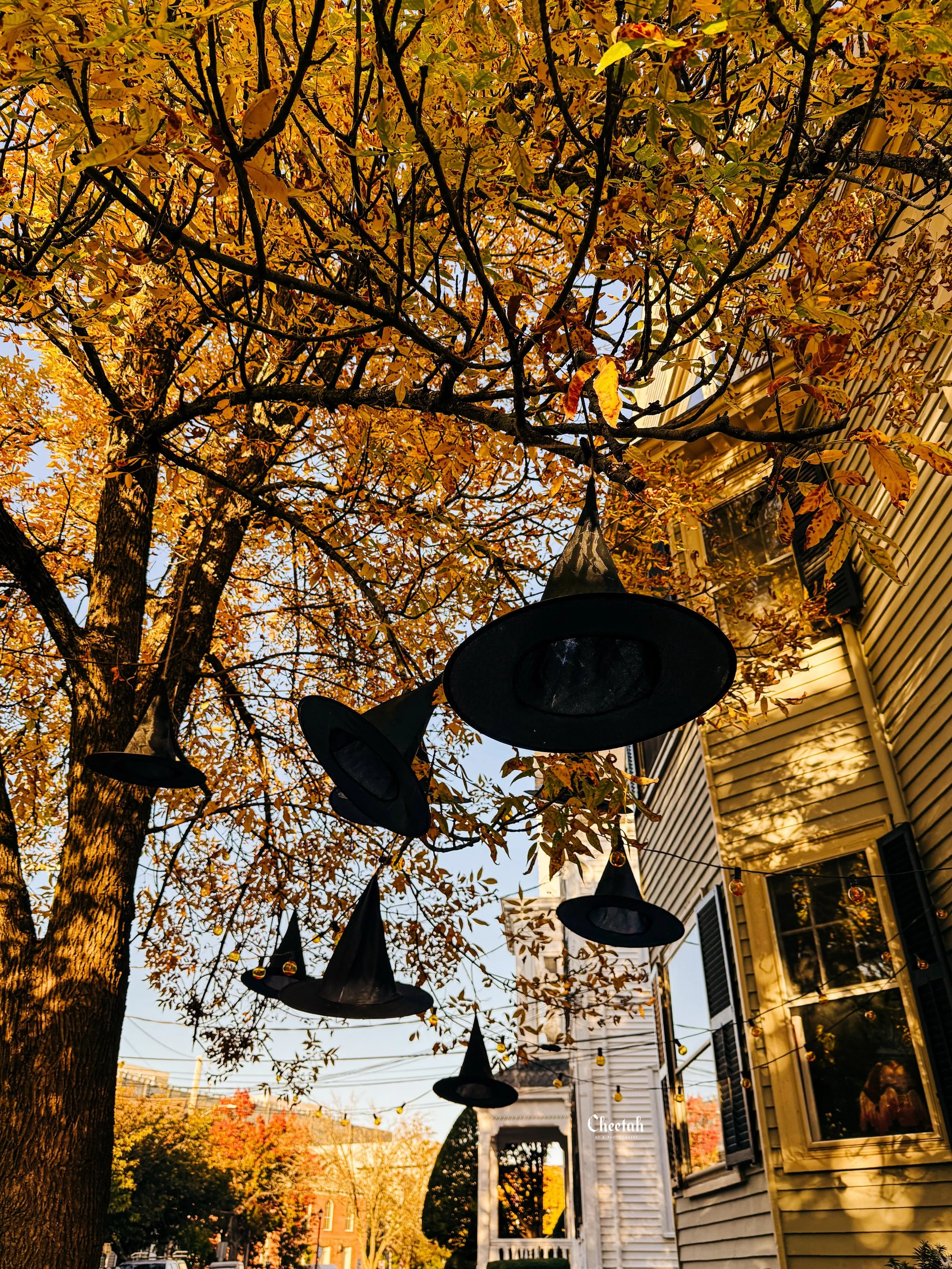 October looks a little different in Salem. 🍂🖤🎃

Golden leaves, witch hats dancing in the trees, historic cemeteries, and a little Frenchie named Ozzy soaking up his first spooky season. 🐾

There&rsquo;s just something magical about autumn in Witc