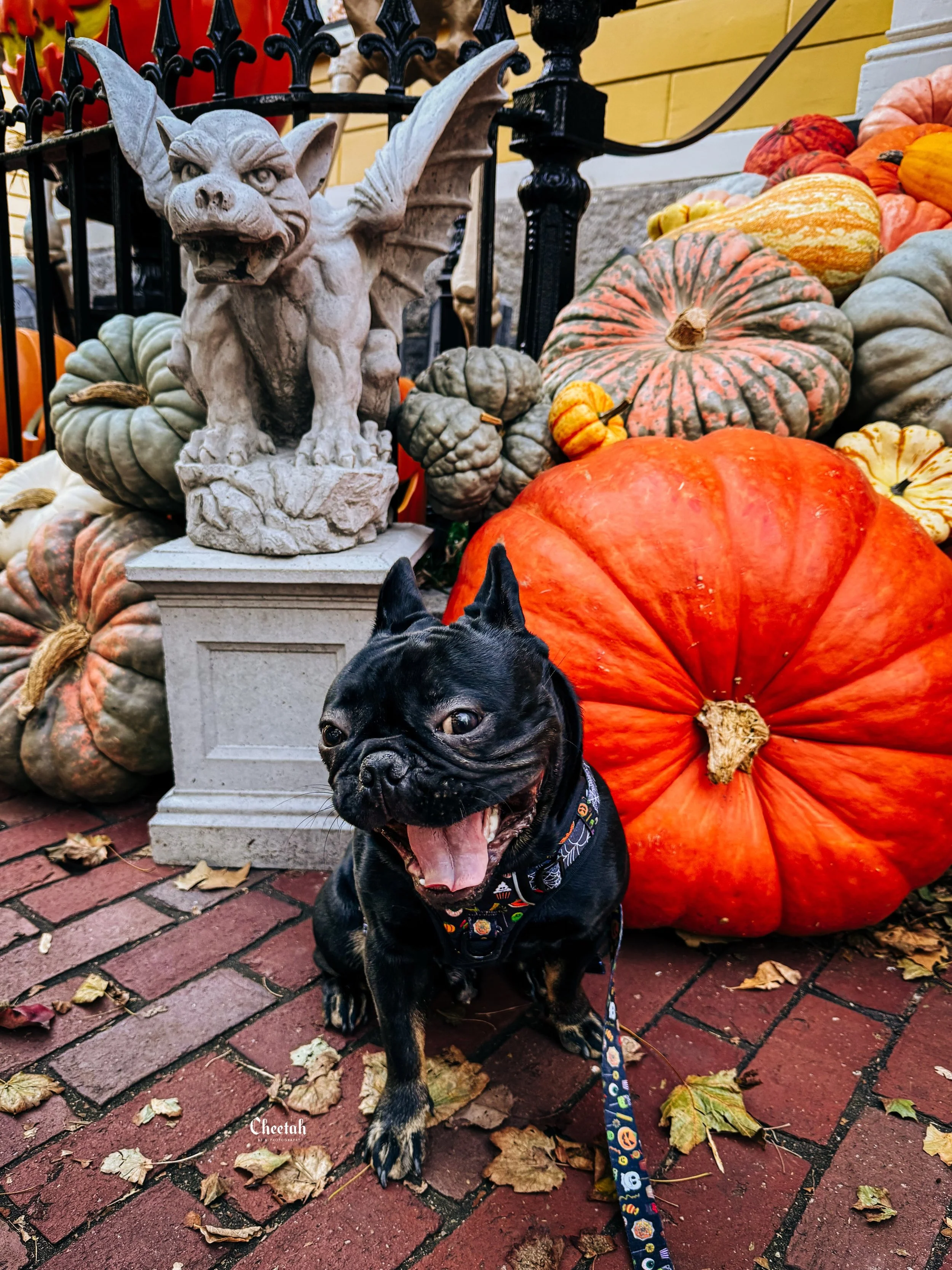 Just a happy little gargoyle posing with some pumpkins in Witch City. 🎃🐾

When your mom is a professional photographer living in Salem, a simple October walk always turns into a high-fashion spooky season campaign.

📸 @cheetahdjphotography

#salem