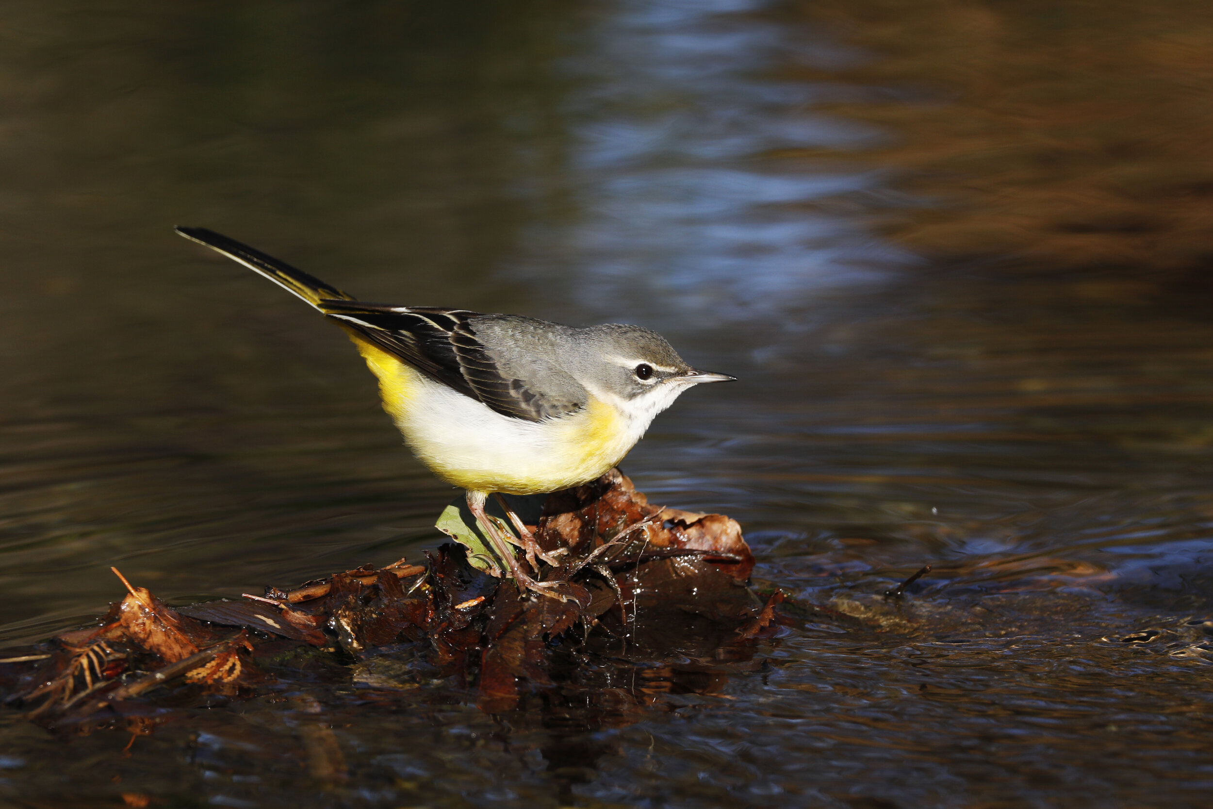 Grey Wagtail・キセキレイ・Motacilla cinerea