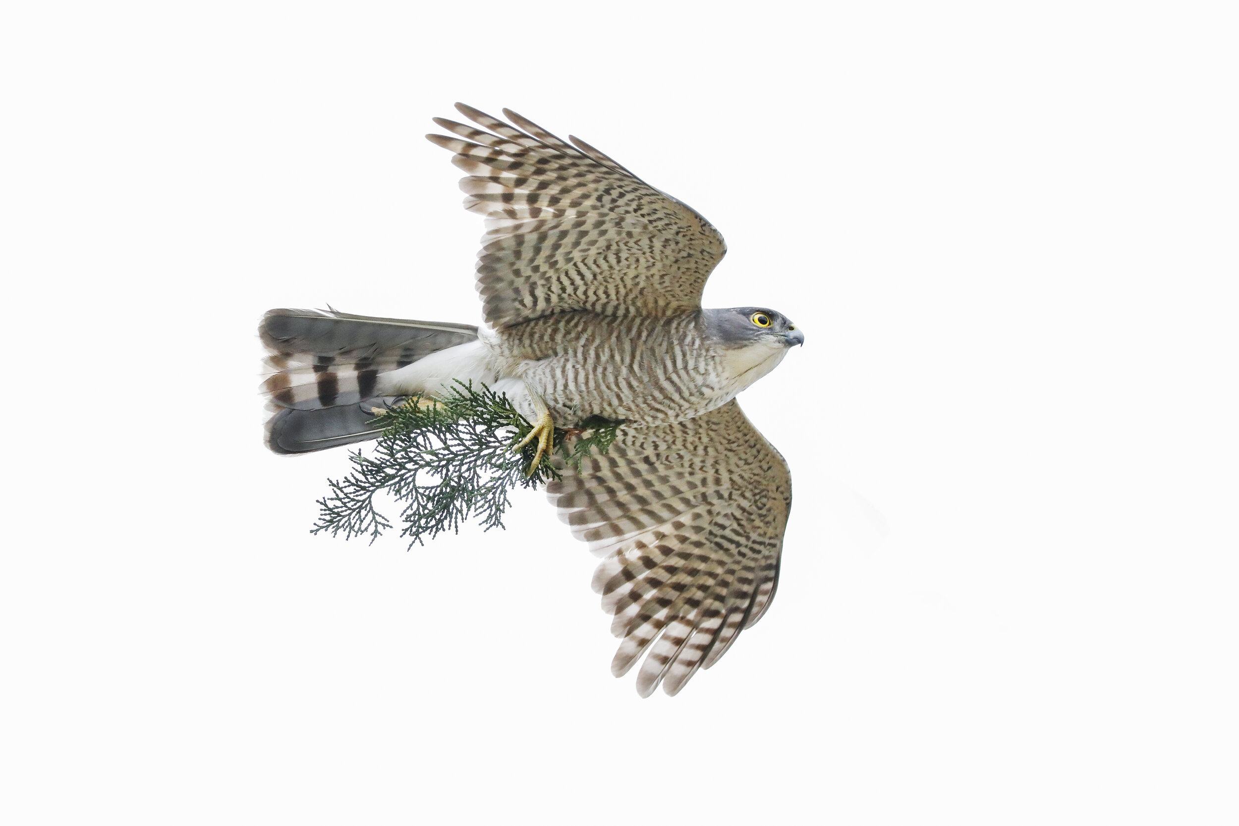 Japanese Sparrowhawk・ツミ