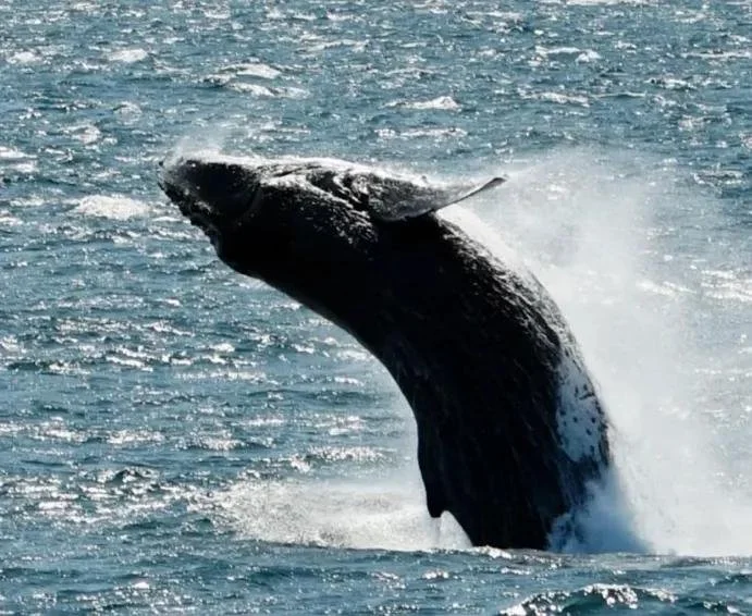 Whale watching