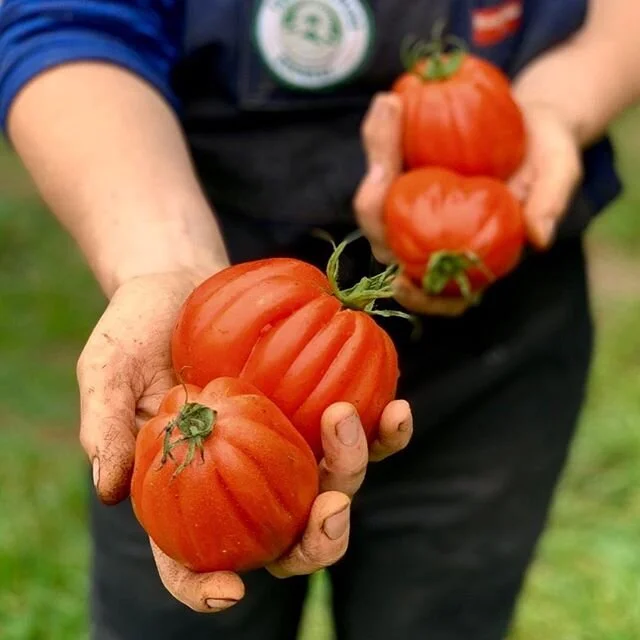 Nothing says summer like fresh tomatoes salad with a smell of basil in the air. Nothing says winter like pasata straight from the bottle with a few sprigs of oregano mixed through. 'Rugantino' is the name of this incredible ox-heart Tomato. We grow i