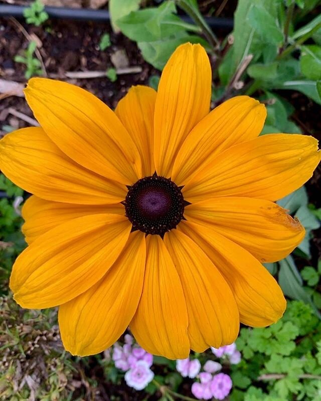 Kicking off this week with our lady Rudbeckia, or as she likes to go by, Black-eyed Susan. As this season comes to an end we'll be selling the last of our autumn bouquets during the next few weeks so be sure to snag them at any of our pick up locatio