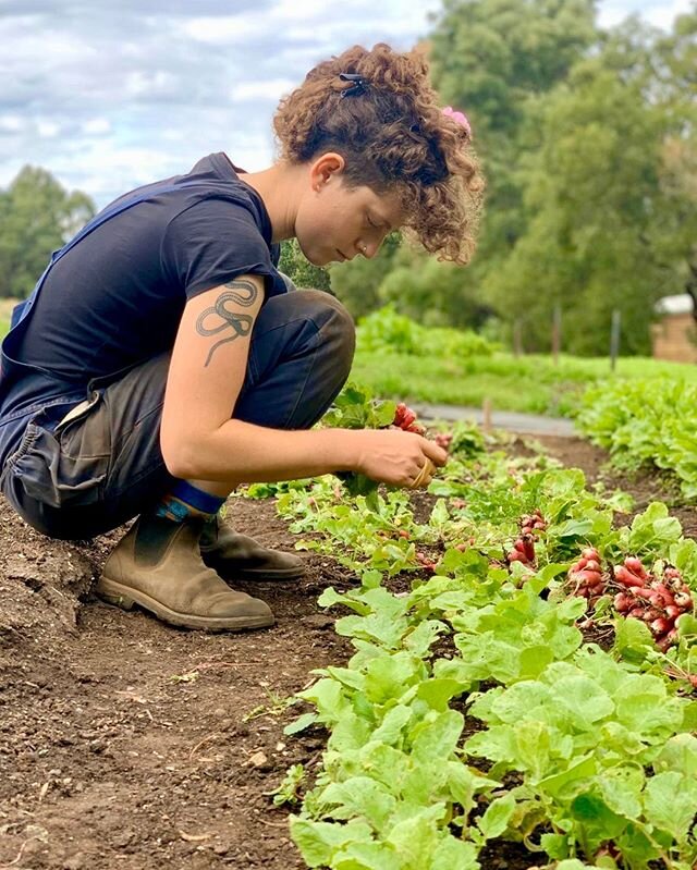 Mindful farming in chaotic times. Chez is pondering the life and growth of each individual radish. Considering that a 10 meter garden bed of radishes has hundreds of these little guys, it's quite impressive she can harvest them all in only 30 minutes