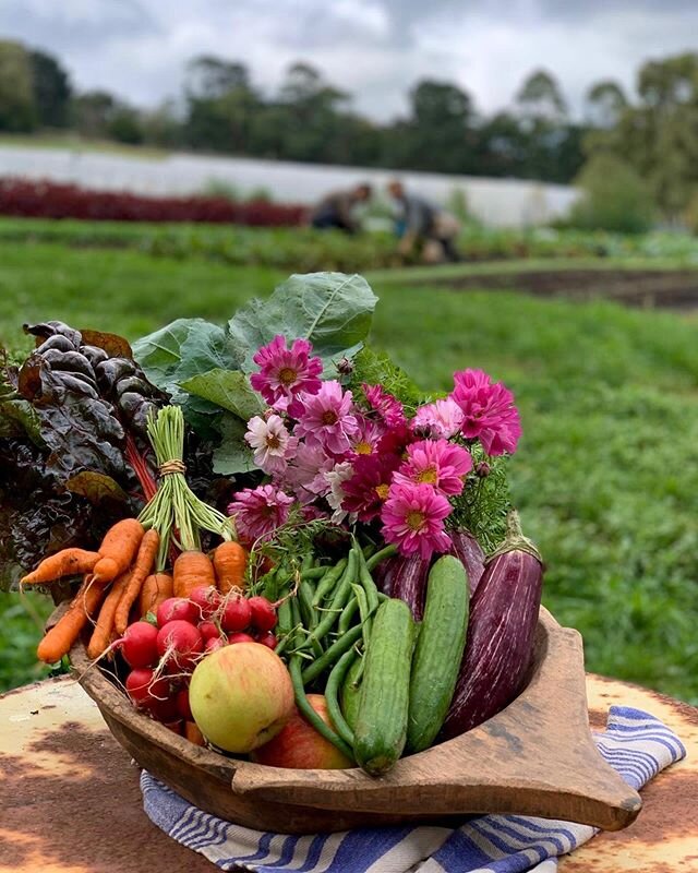 You guys are fast, this week's veggie boxes are almost sold out! Head over to the website get your own consciously-grown, flavor-driven produce before they&rsquo;re all gone. Pick up during the weekend at any of our three locations to guarantee a vib