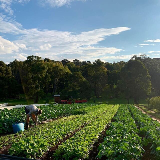 We&rsquo;ll be taking this week off to make sure the farm is in top shape for winter and for all the team to have a good rest before we jump on to the season ahead. Our online shop will therefore *be closed* for the week and will reopen on Tuesday, M