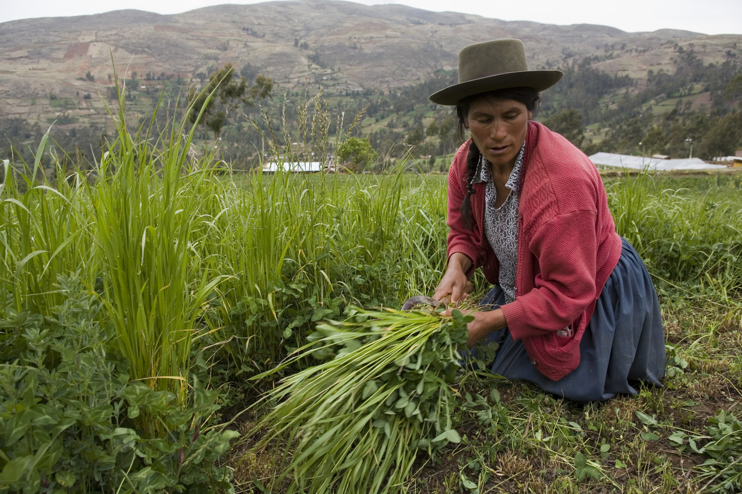 Peru.jpg