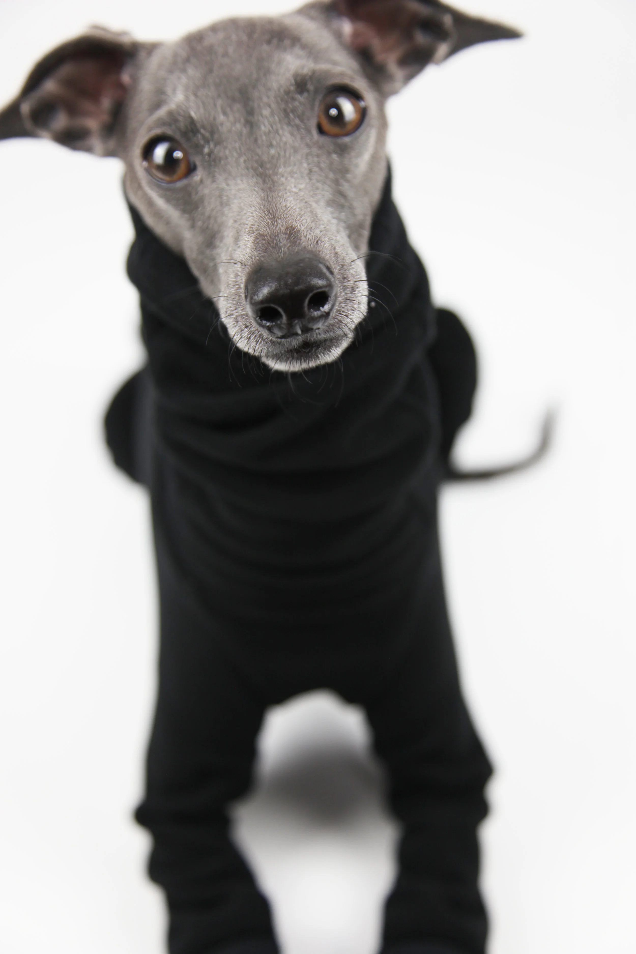 Italian Greyhound, Whippet clothing