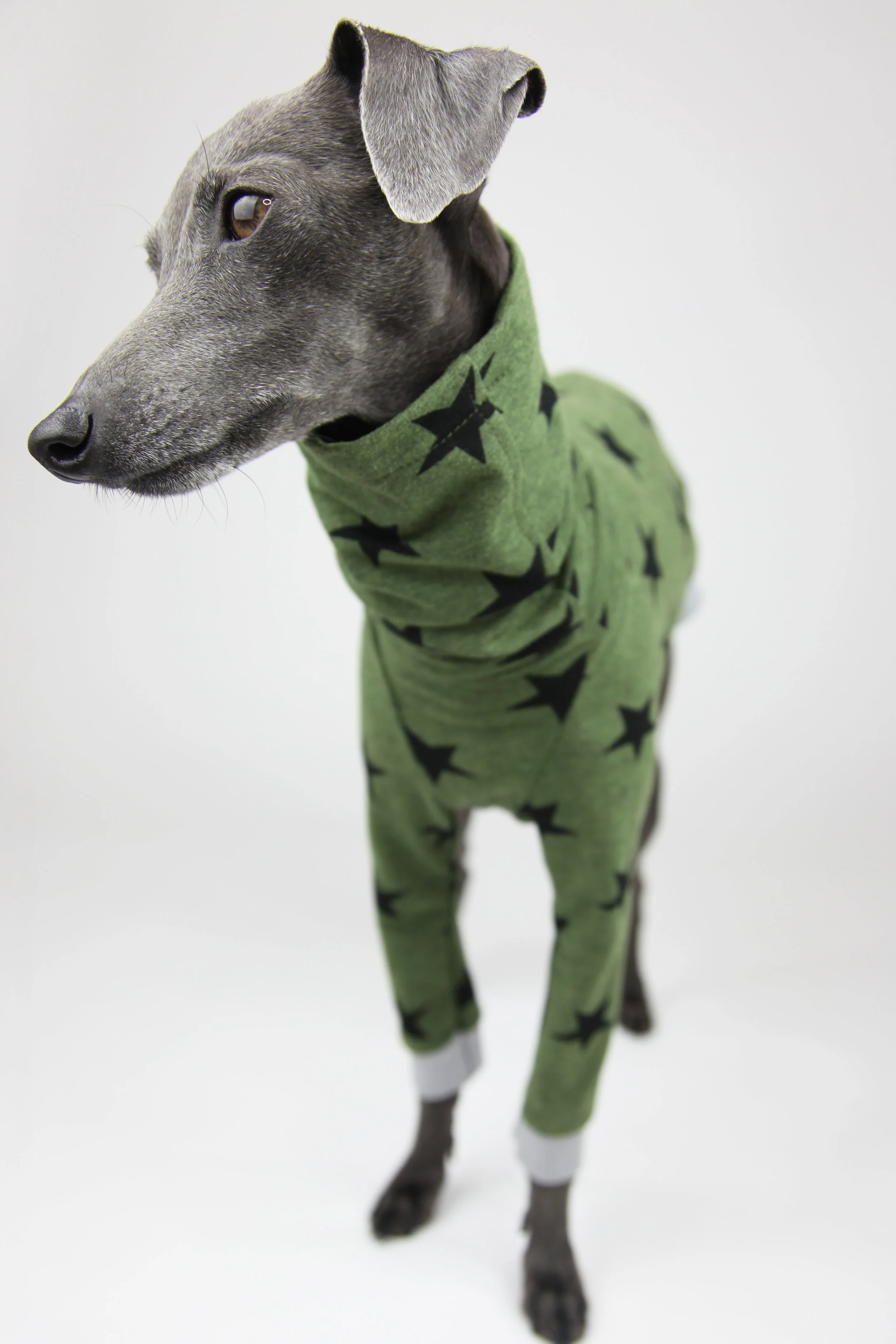 Italian Greyhound Clothing