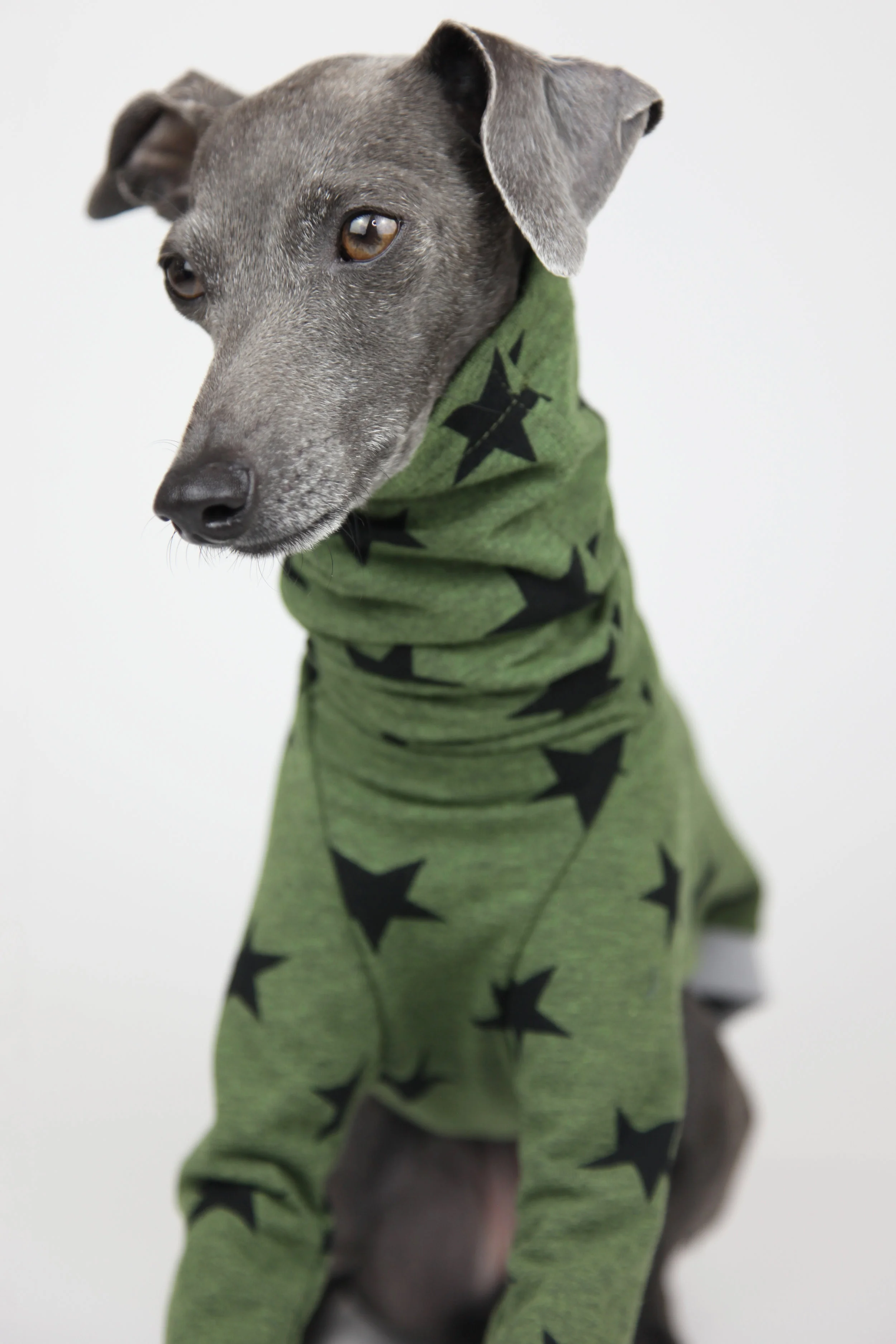 Italian Greyhound Clothing