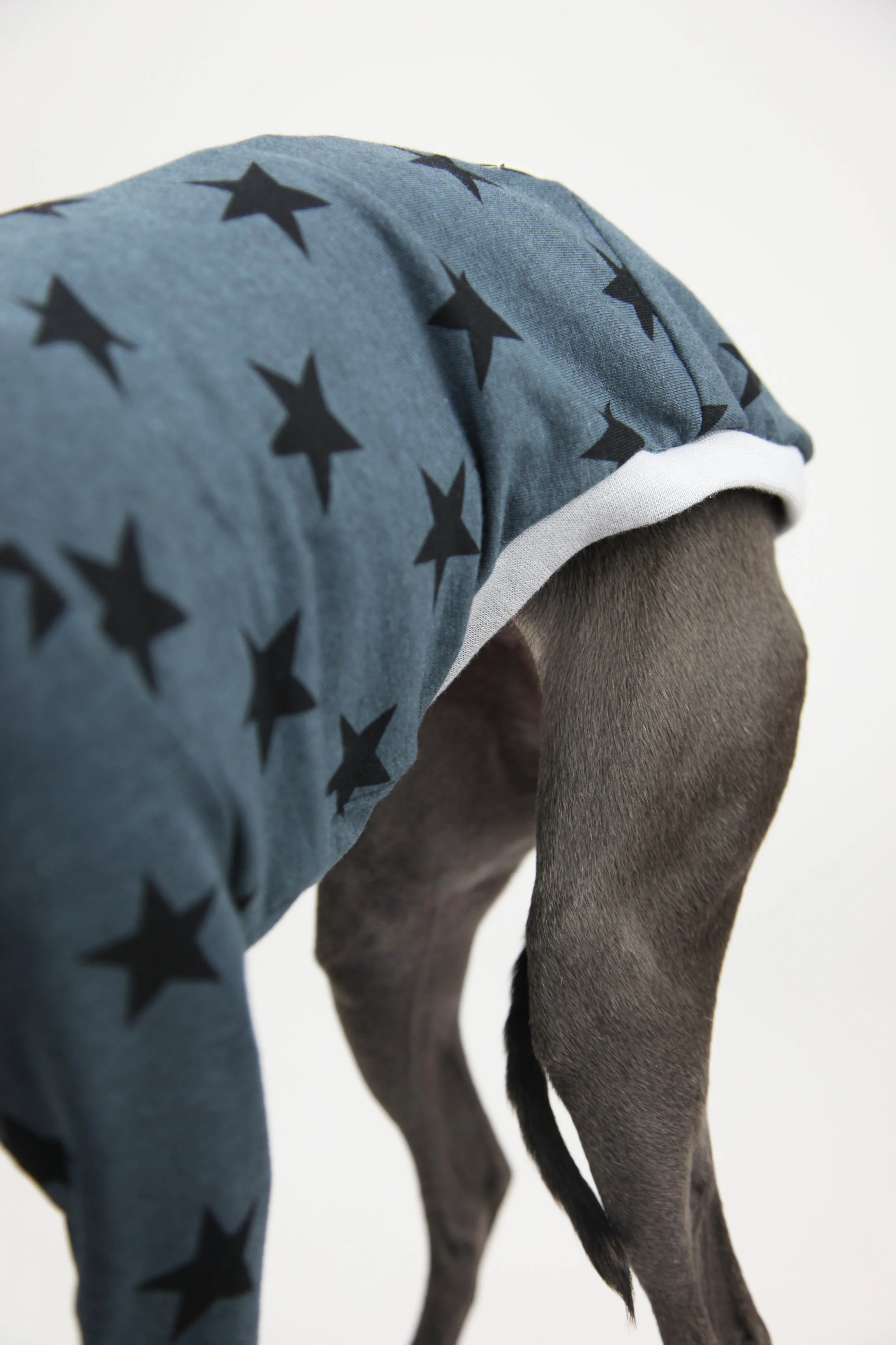 Italian Greyhound Clothing