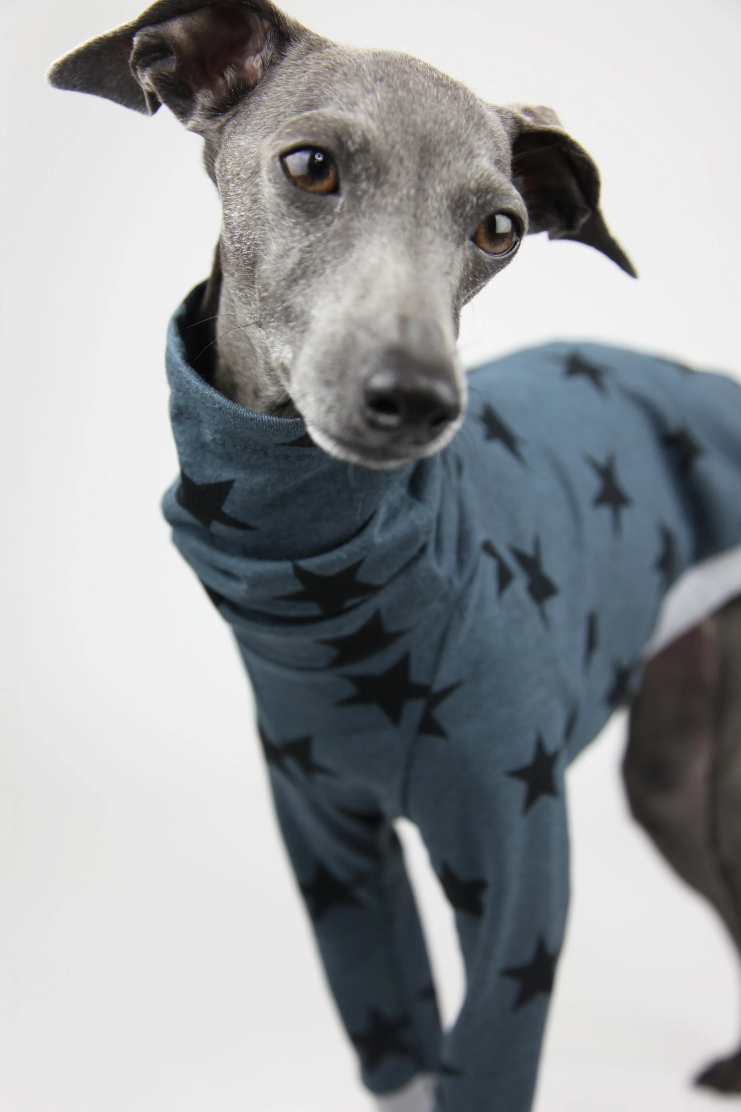 Italian Greyhound Clothing