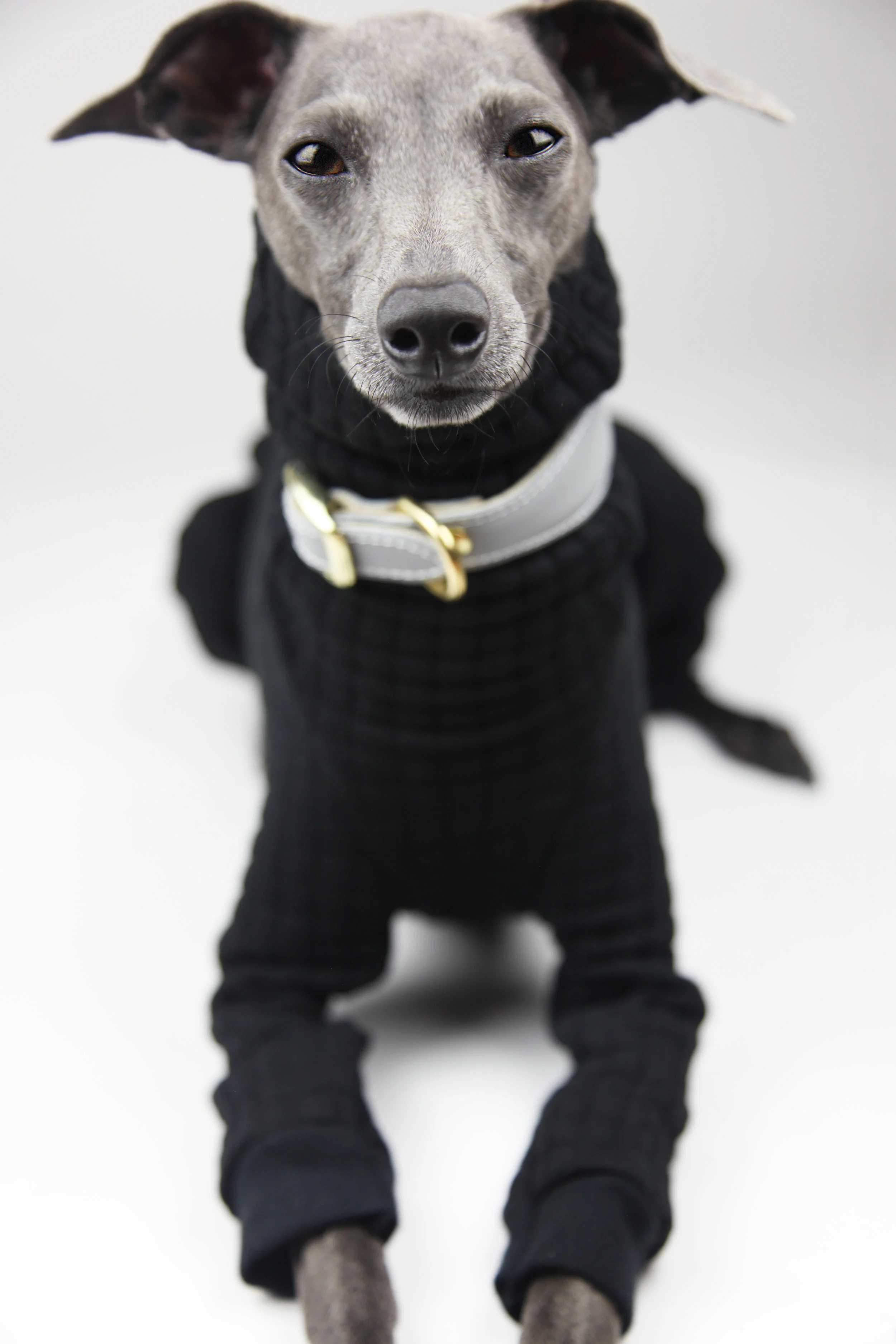 italian greyhound in clothes