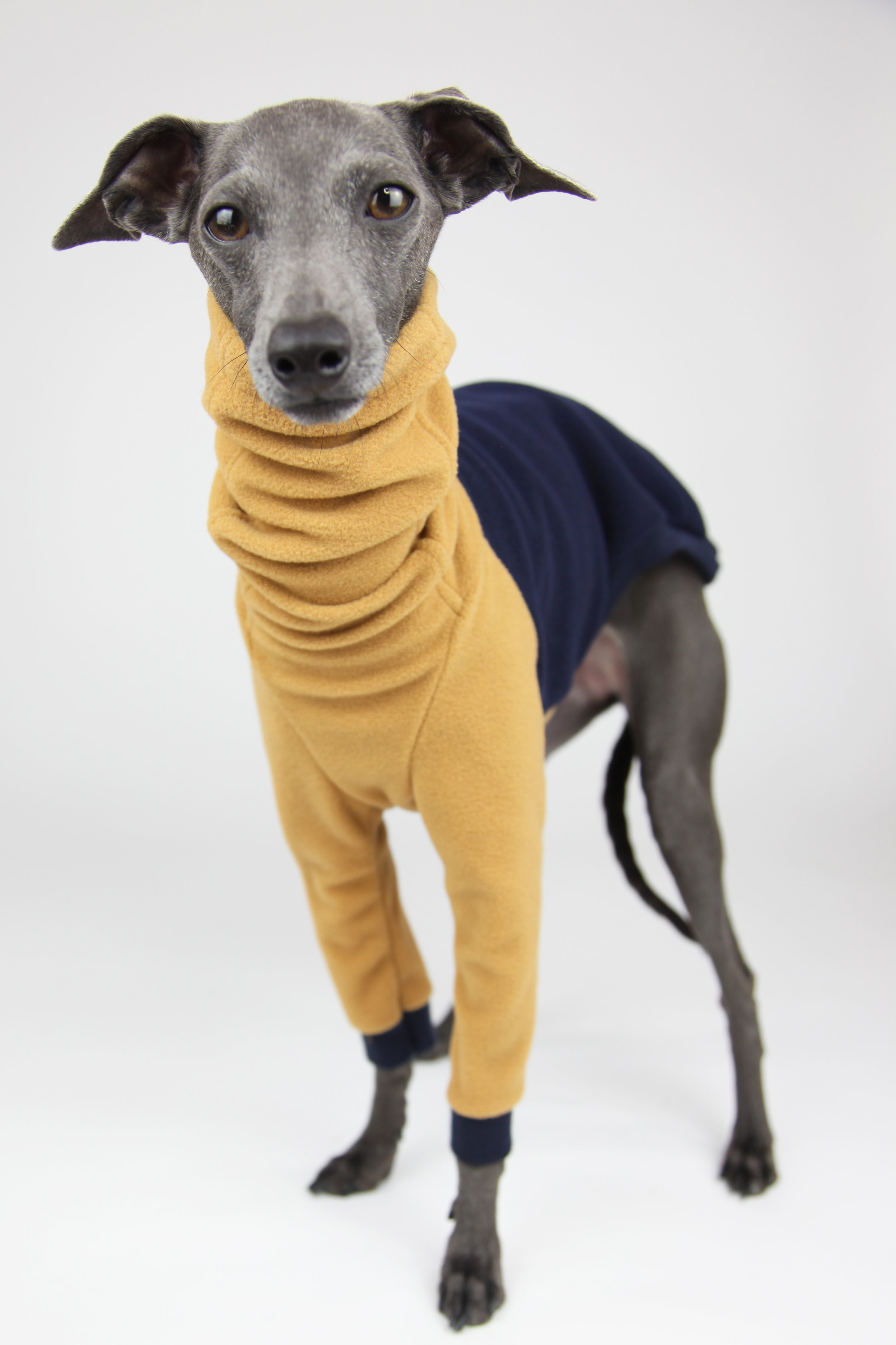 Italian Greyhound Clothing