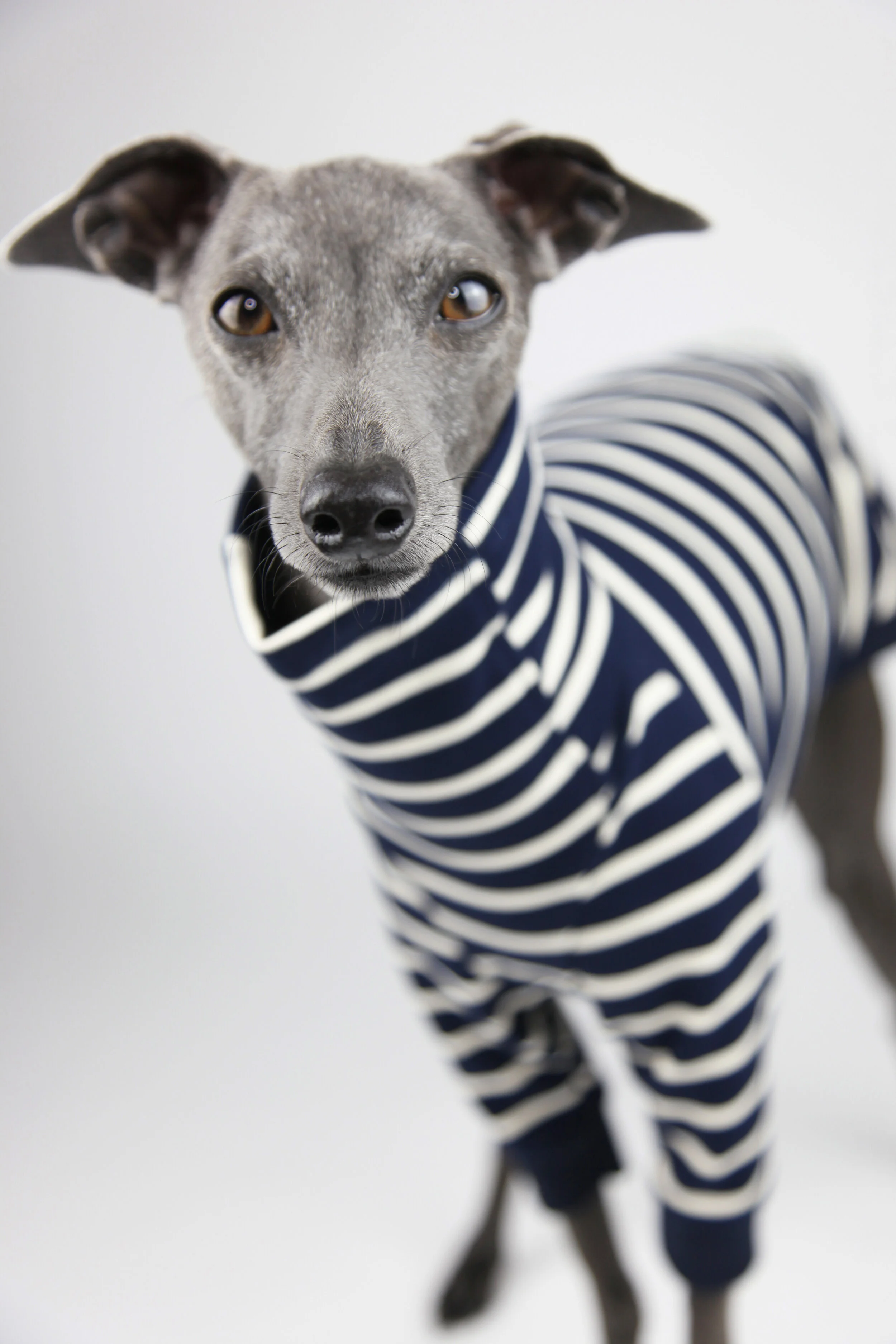 Shop Online — Jute & Sable Luxury Italian Greyhound Clothing and