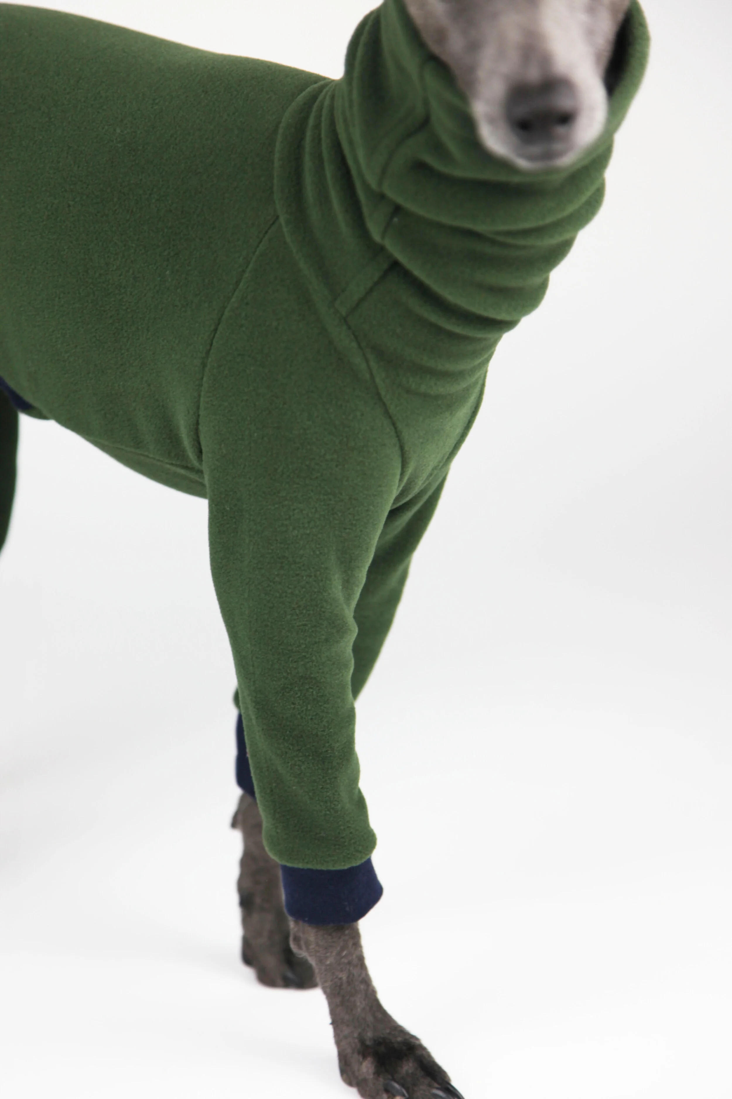 greyhound essentials