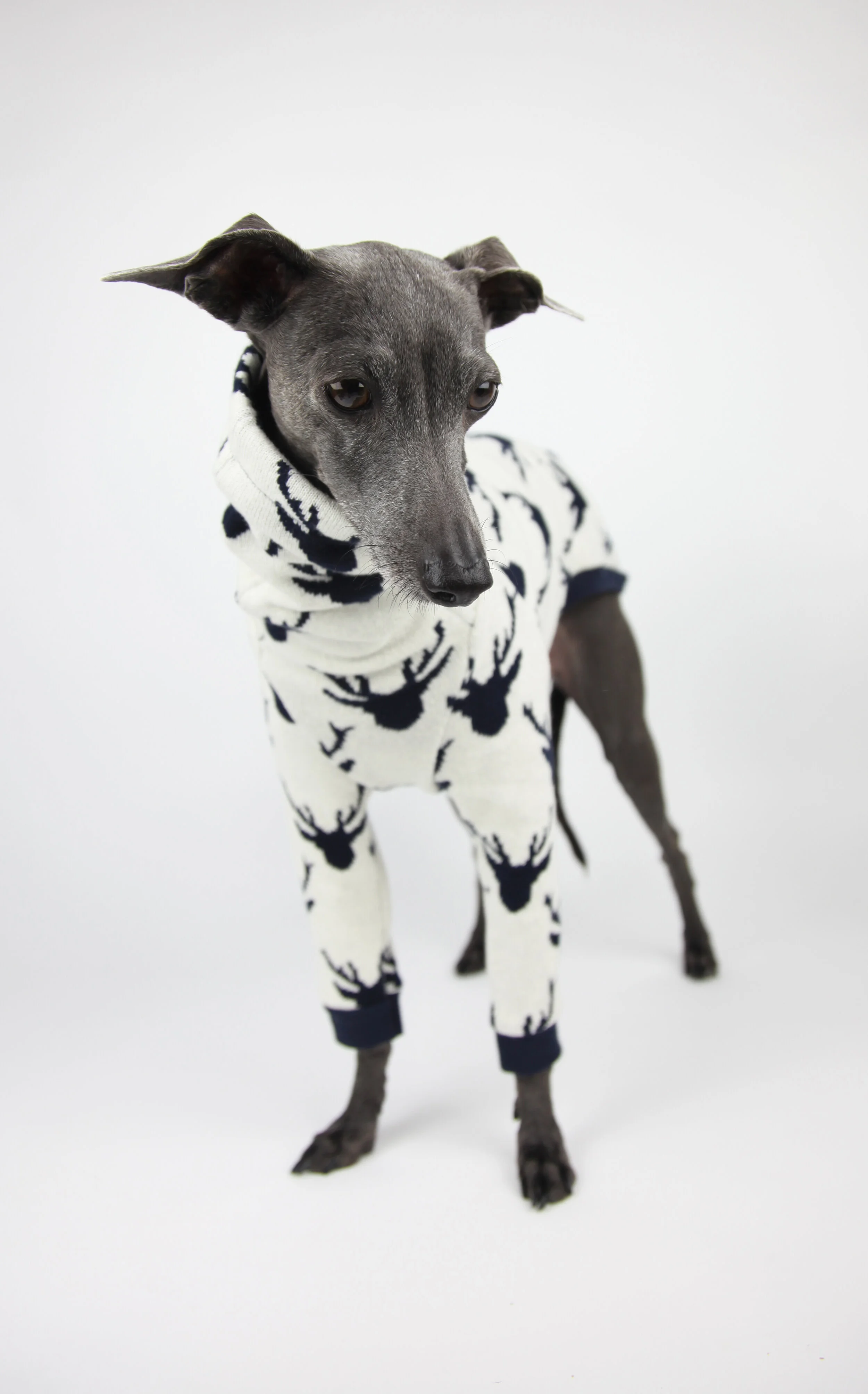 Christmas Jumper for Italian Greyhound