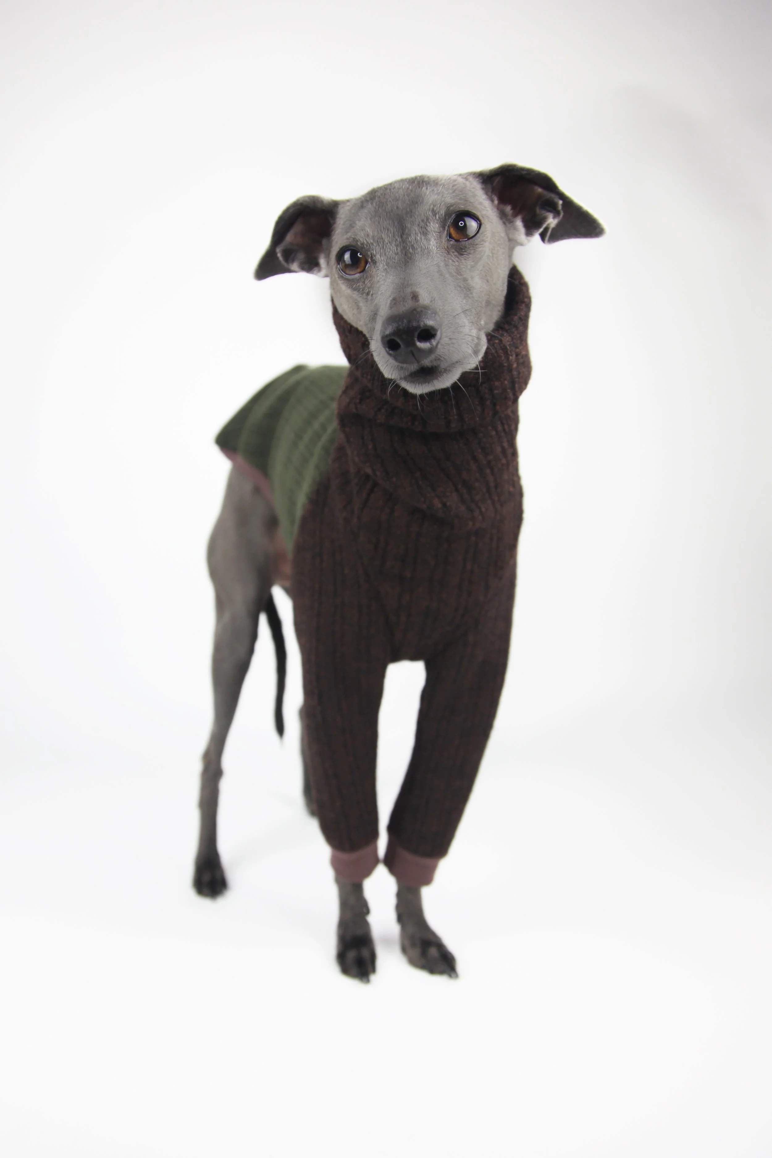 italian greyhound puppy clothes