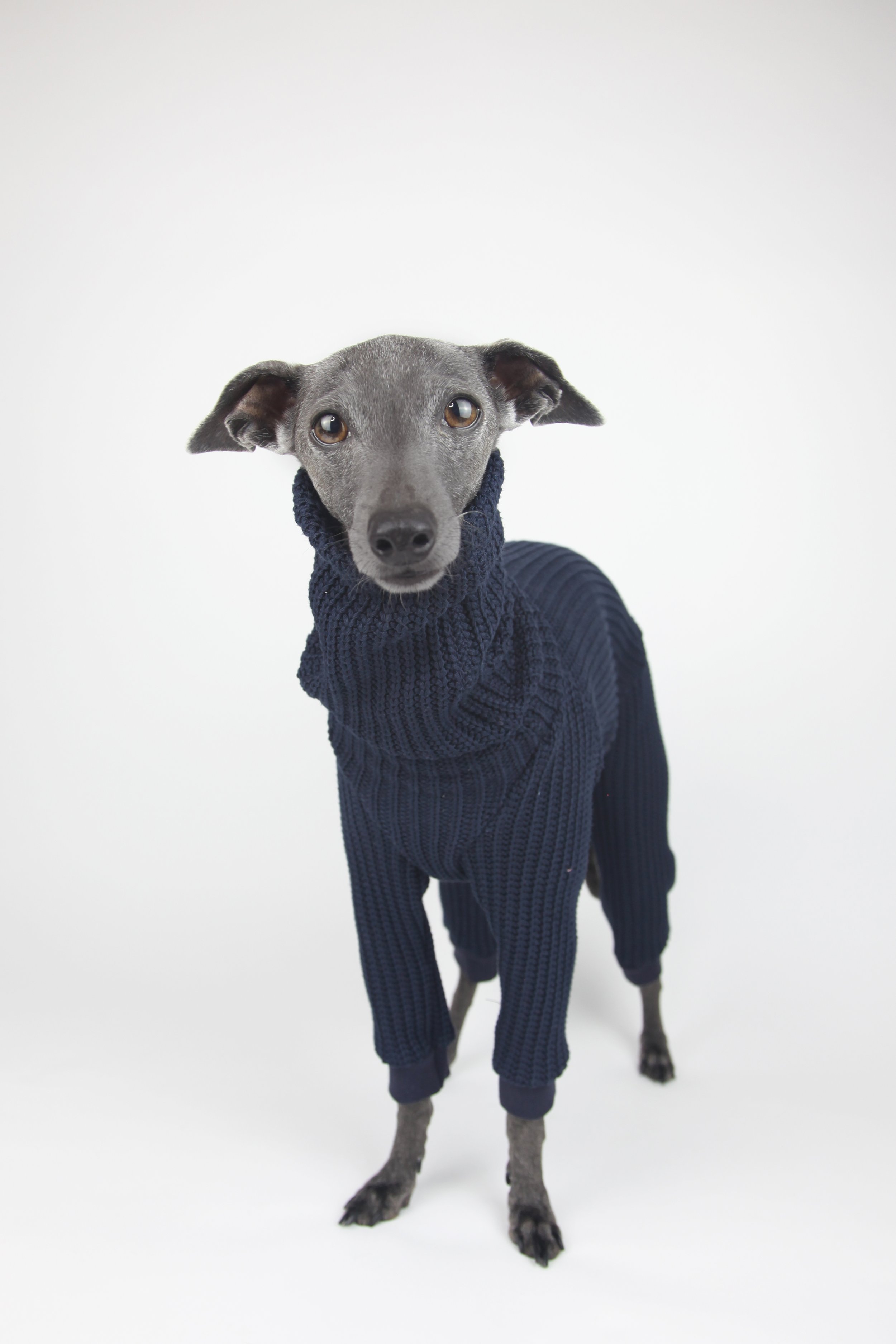 Italian Greyhound, Whippet Clothing