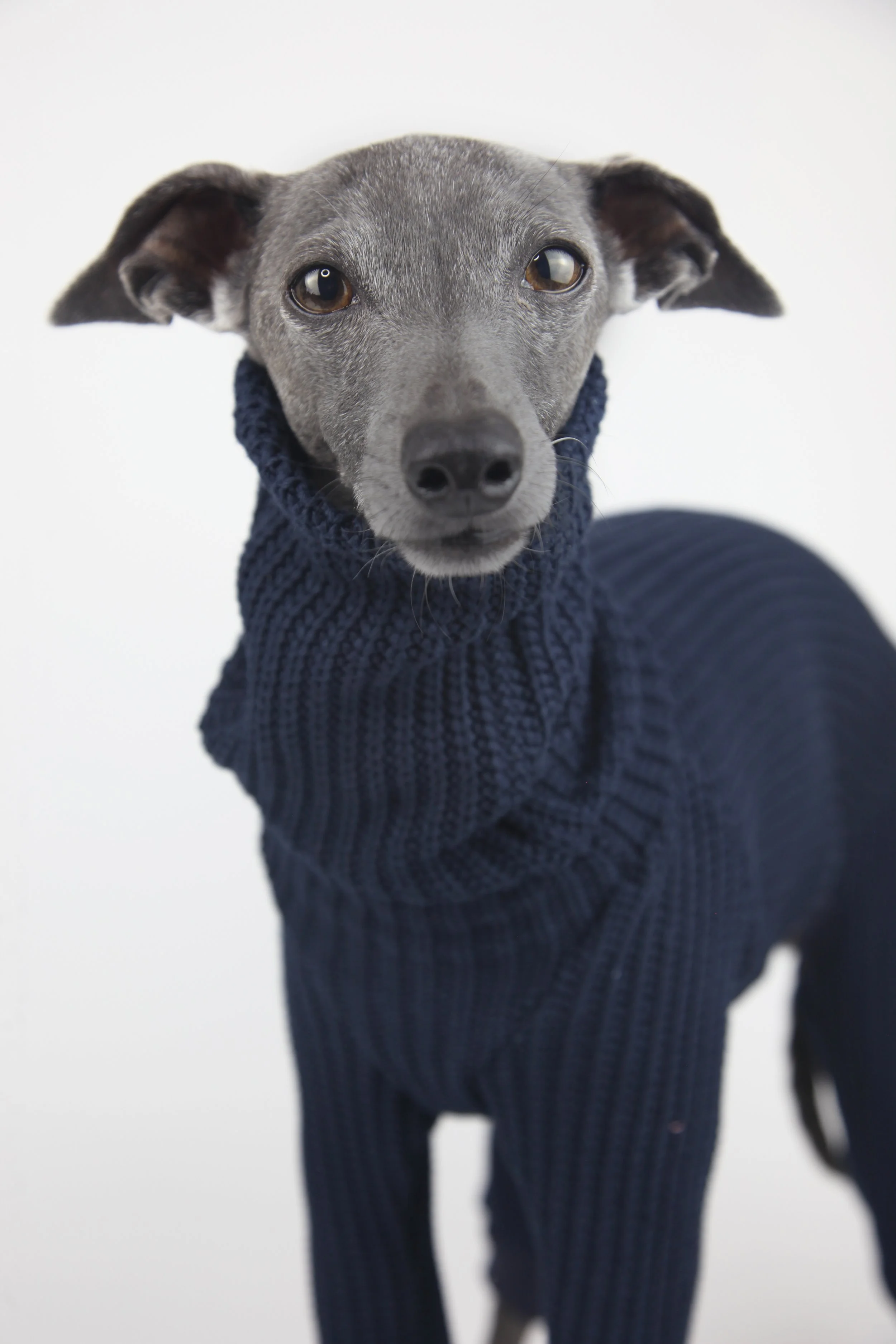 Italian Greyhound, Whippet Clothing