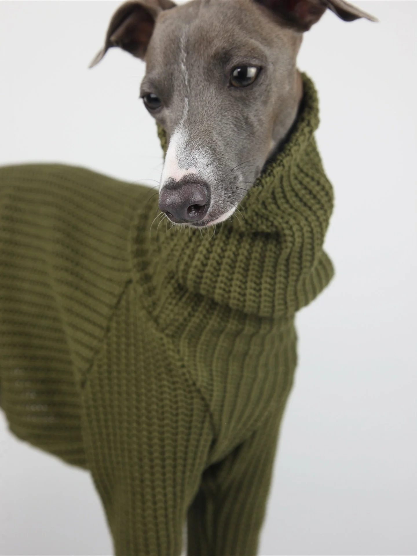 Wrap up and head out in our new knit showstopper. Introducing Shoreditch- Green - Earth
#iggyjumper #italiangreyhound #whippetdog #luxurydogclothing