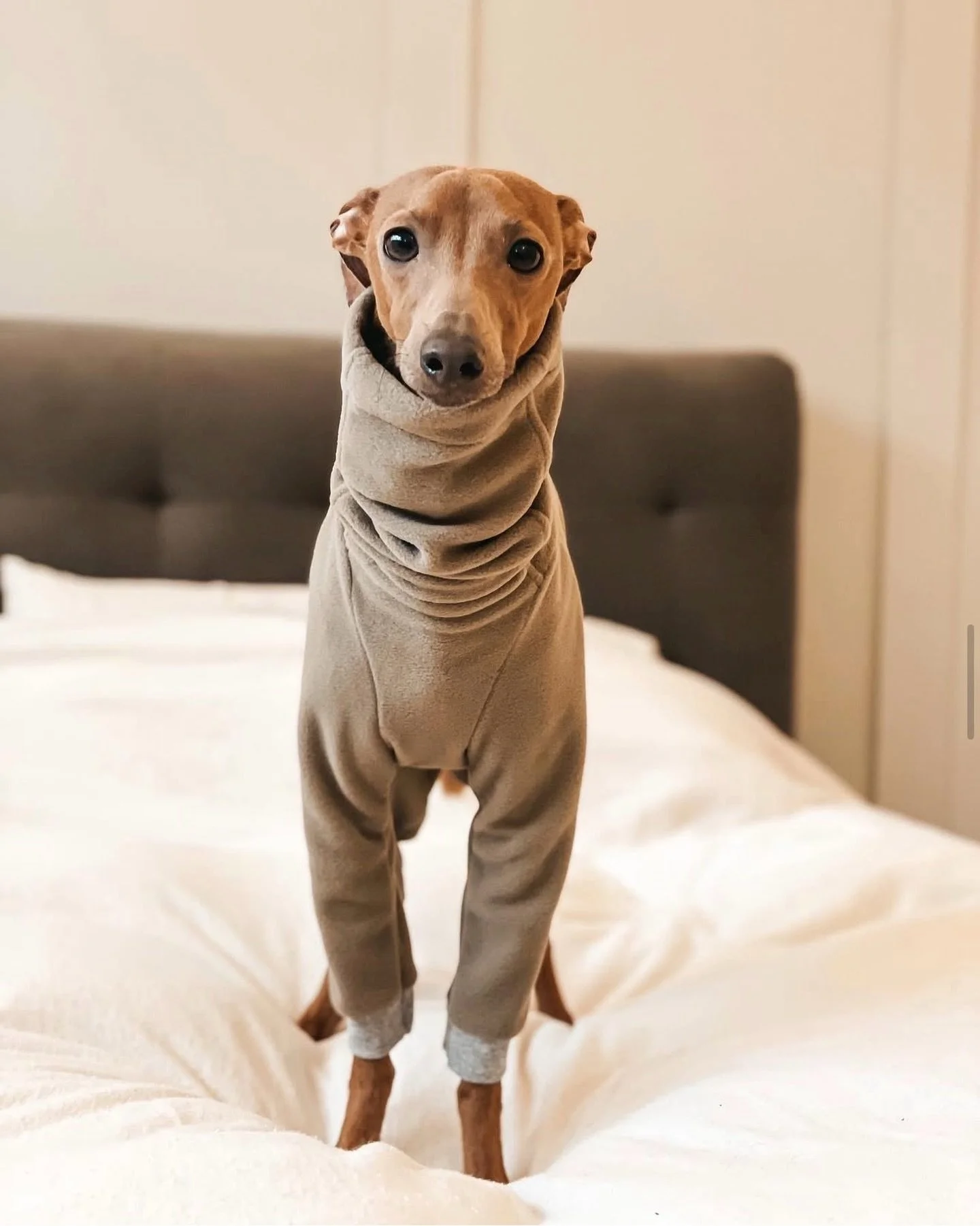 Oh Chip, beige is your colour! Darling @iggychip here wearing Essentials - Beige xx