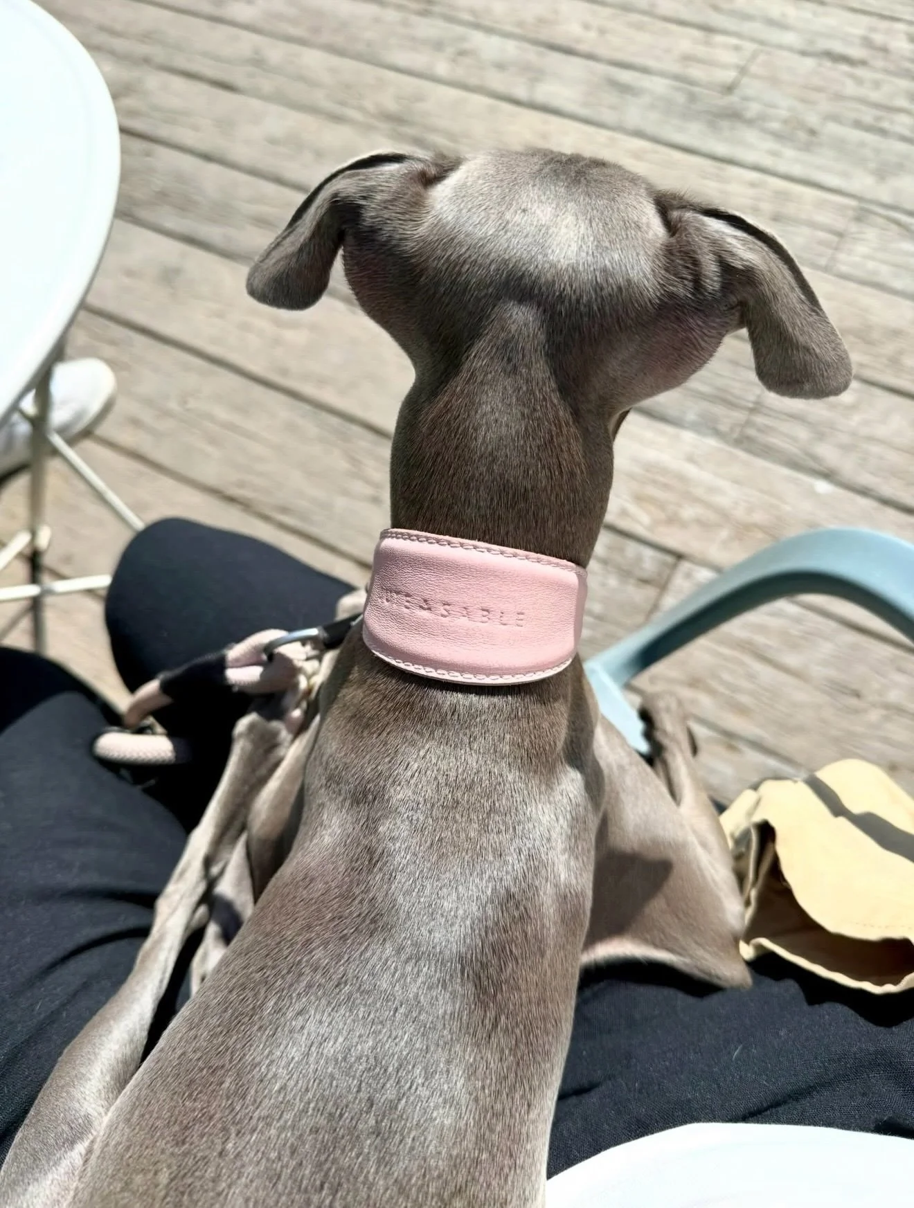 Not to be dramatic but this pink collar deserves sunshine. 
Until then, @winnie.the_iggy will brighten things up 🩷