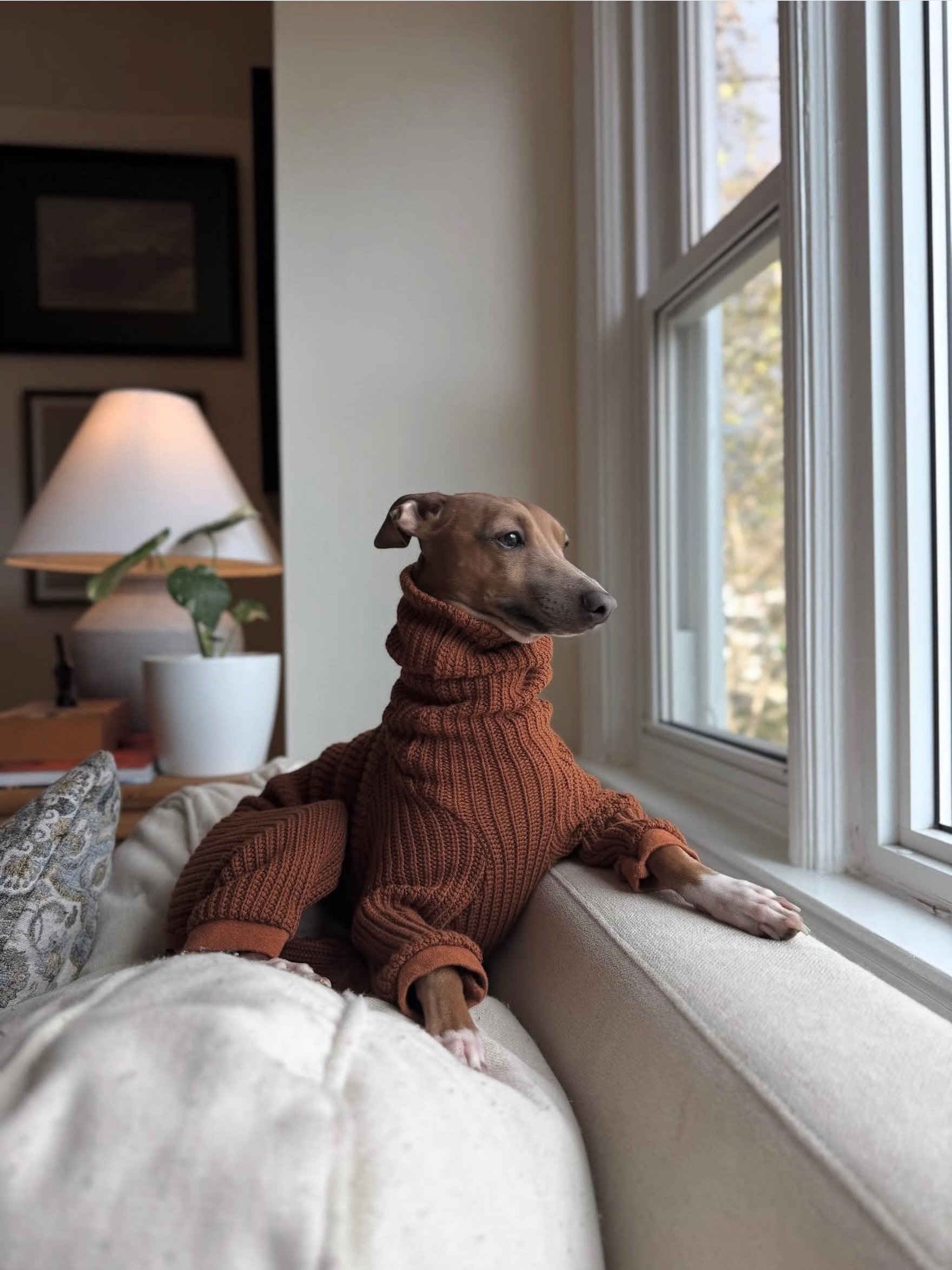 Watching the world in style. @pokeytheiggy 🧡
